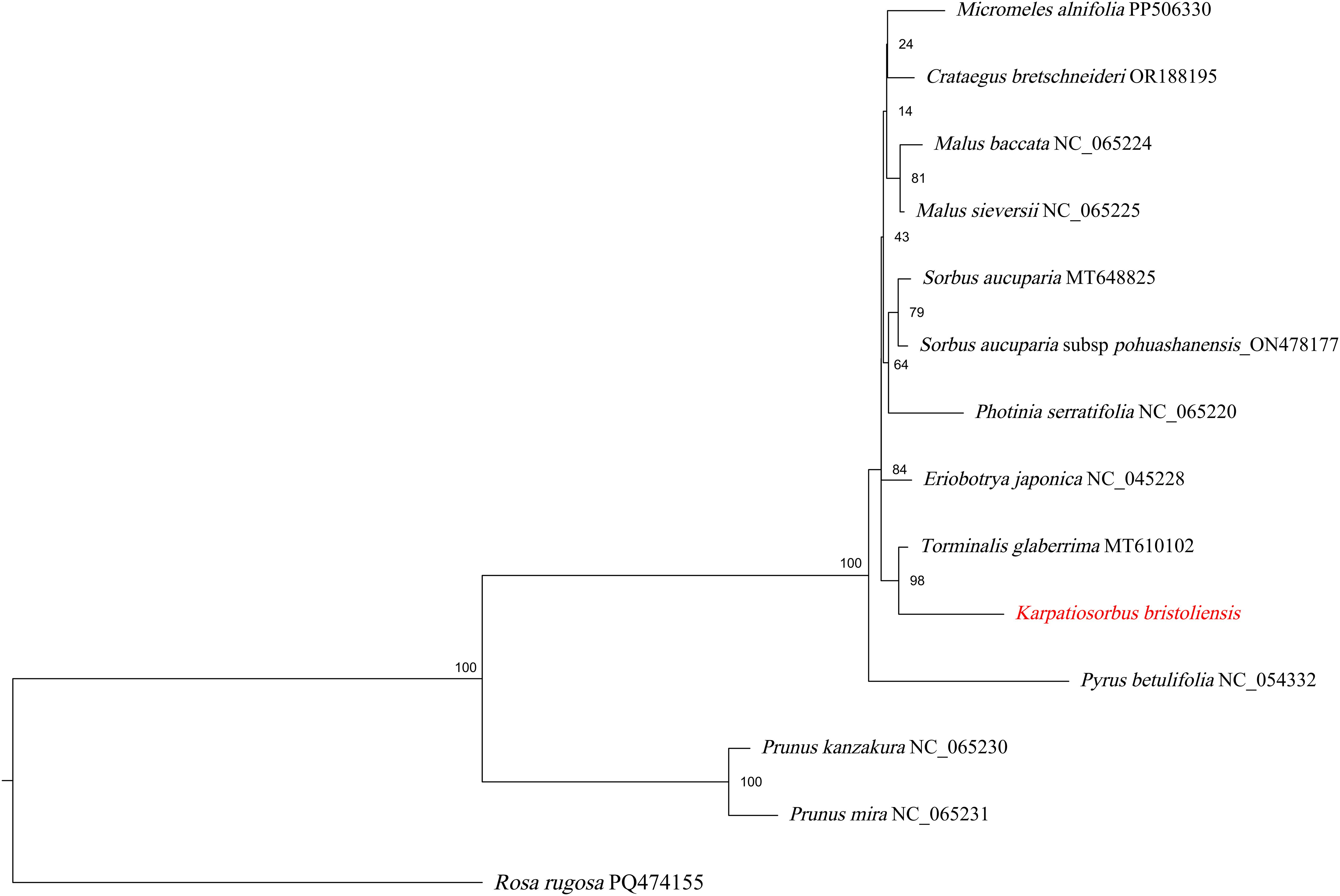 Phylogenetic tree depicting relationships among various plant species. Includes Alniaria alnifolia, Crataegus bretschneideri, and others, with Karpatiosorbus bristoliensis highlighted. Bootstrap values indicate support for nodes, with Rosa rugosa as an outgroup.