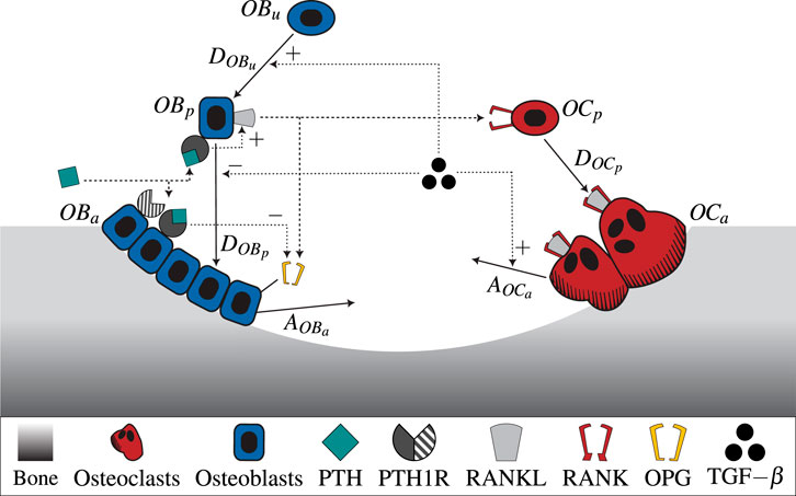 Diagram illustrating bone remodeling processes with osteoblasts and osteoclasts. Osteoblasts, in blue, and osteoclasts, in red, interact through pathways involving molecules like PTH, RANKL, and OPG. Arrows indicate signaling directions. A legend at the bottom identifies each component by color and shape.