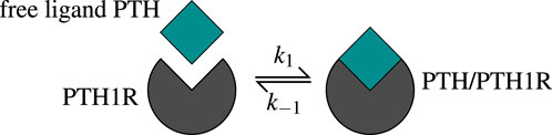 Diagram showing a ligand-binding mechanism. A free ligand, labeled PTH, approaches a receptor, PTH1R, depicted as a green diamond above a dark semicircle. The binding reaction, indicated by arrows labeled k1 and k−1, leads to a complex labeled PTH/PTH1R.