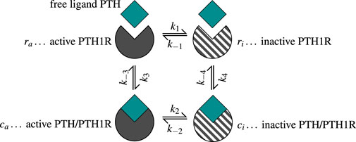Diagram illustrating the reactions between free ligand PTH and PTH1 receptor states. It shows four interactions: \(r_{\text{a}}\) active PTH1R, \(r_{\text{i}}\) inactive PTH1R, \(c_{\text{a}}\) active PTH/PTH1R, and \(c_{\text{i}}\) inactive PTH/PTH1R. Arrows indicate reaction directions with rate constants \(k_1\), \(k_{-1}\), \(k_2\), \(k_{-2}\), \(k_{-3}\) and \(k_{-4}\). The design includes green and grey color coding to differentiate states.