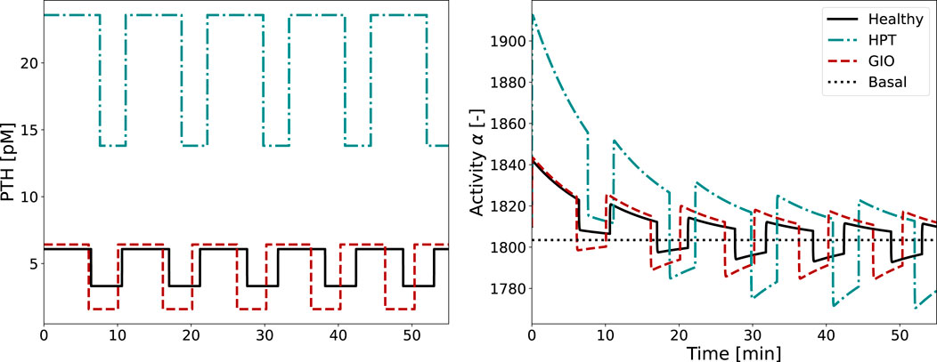 Two graphs depict data on parathyroid hormone (PTH) levels and activity over time. The left graph shows PTH levels for Healthy, HPT, GIO, and Basal conditions with varying patterns. The right graph demonstrates activity changes corresponding to those conditions over 50 minutes, highlighting differences in activity levels.