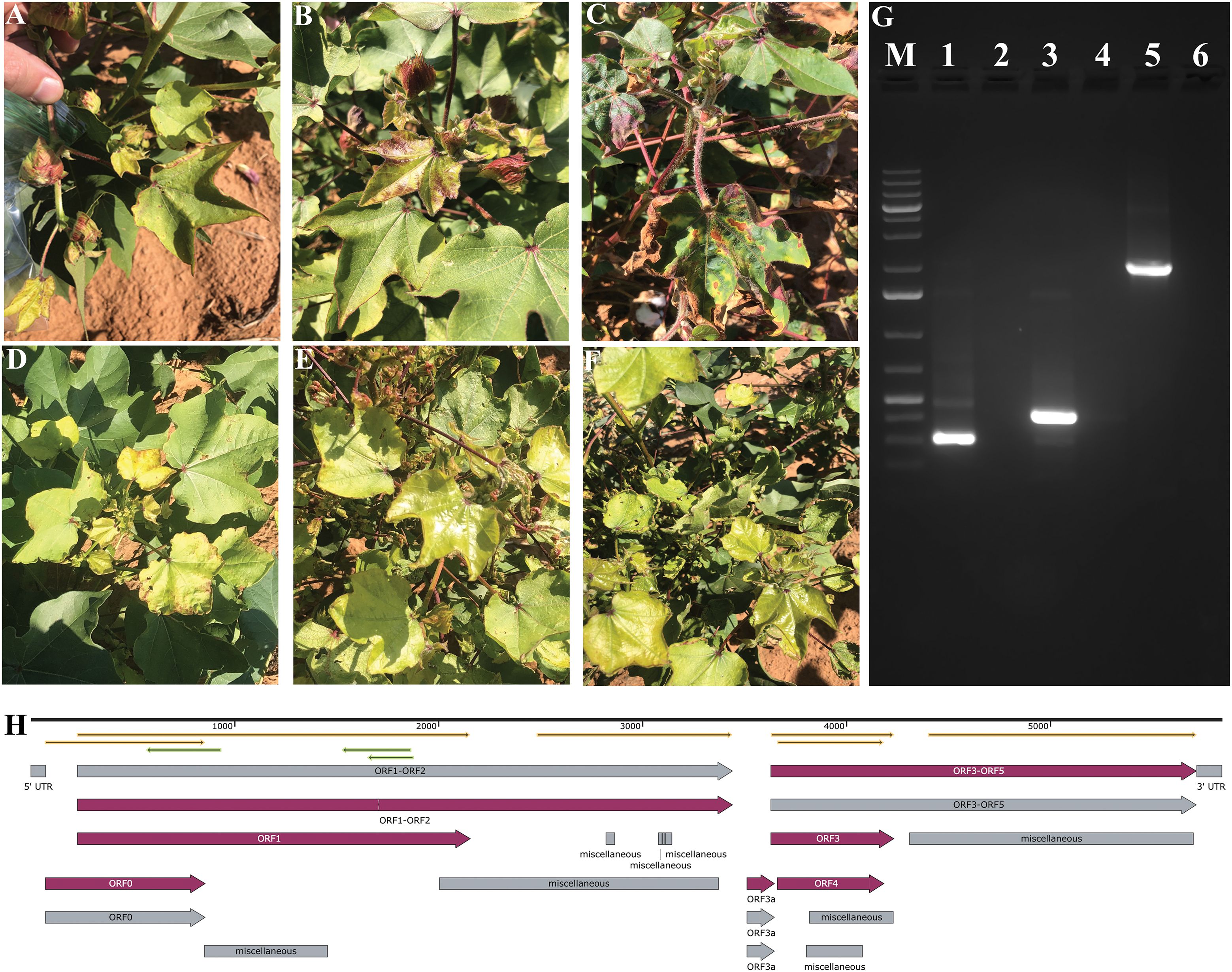 A series of images showing typical CLRDV symptoms and CLRDV detection: A-F: Cotton plants displaying varying degrees of leaf discoloration and damage, likely indicating typical CLRDV symptoms. G: Gel electrophoresis image showing diagnostic CLRDV bands with labels M, 1 to 6, representing a molecular marker and six samples. H: Schematic diagram of viral genome organization showing various open reading frames (ORFs) with annotations such as “miscellaneous” and the genome's 5' and 3' UTR regions.