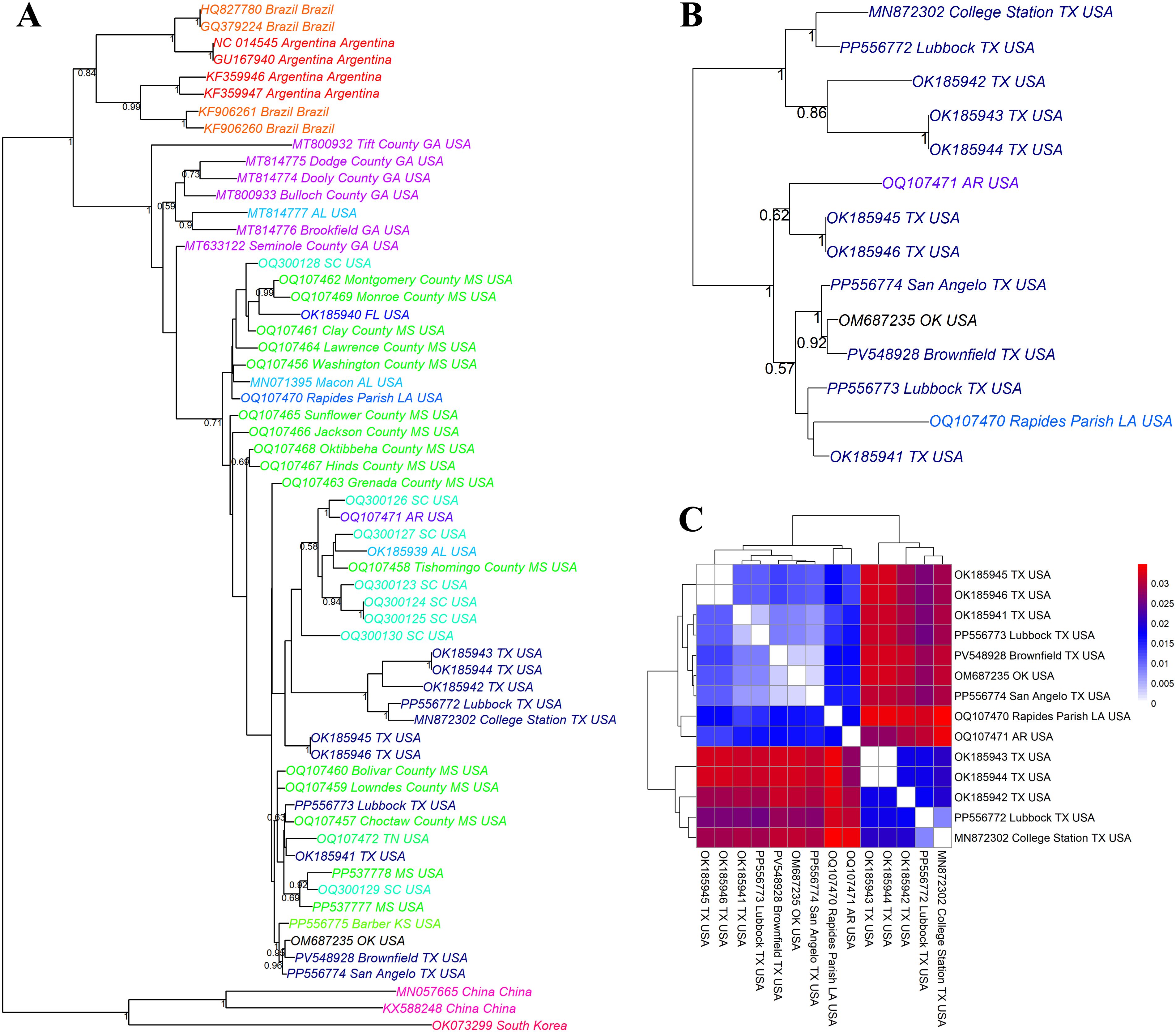 Phylogenetic analysis showing relationship of new CLRDV isolate with previously identified CLRDV Isolates: A) Tree depicting genetic relationships with samples labeled by location including countries like Brazil, Argentina, USA, and China. B) Tree focusing on samples from the USA, highlighting Texas, Oklahoma, Louisiana, and Arkansas. C) Heatmap displaying genetic similarity among samples, with a color gradient from blue (low similarity) to red (high similarity), and locations labeled on both axes.