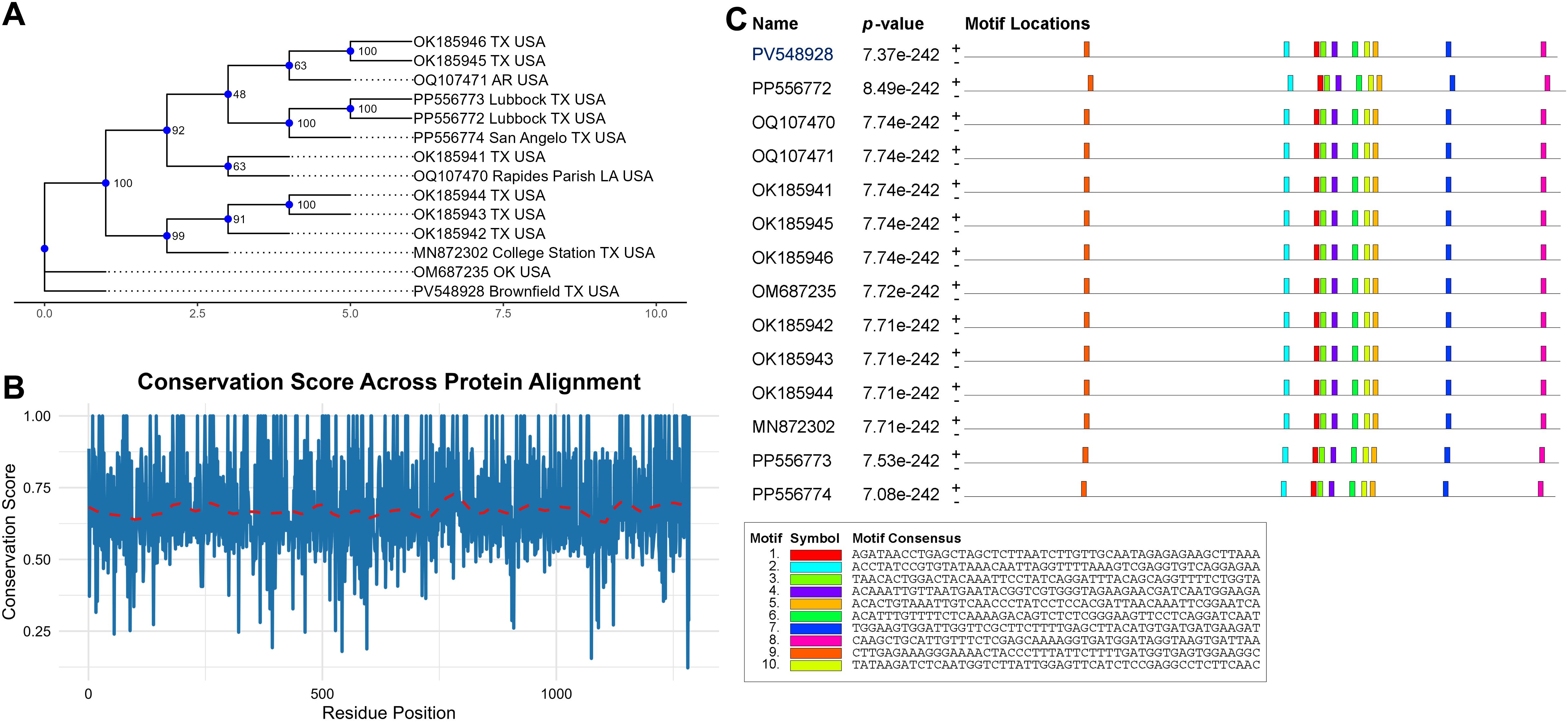 Panel A shows a phylogenetic tree with bootstrap values for various USA locations. Panel B presents a graph of conservation scores across protein alignment with fluctuating scores marked by a red dashed line. Panel C includes a table of names, p-values, and motif locations, with motifs visually represented in different colors and their consensus sequences shown in a legend.