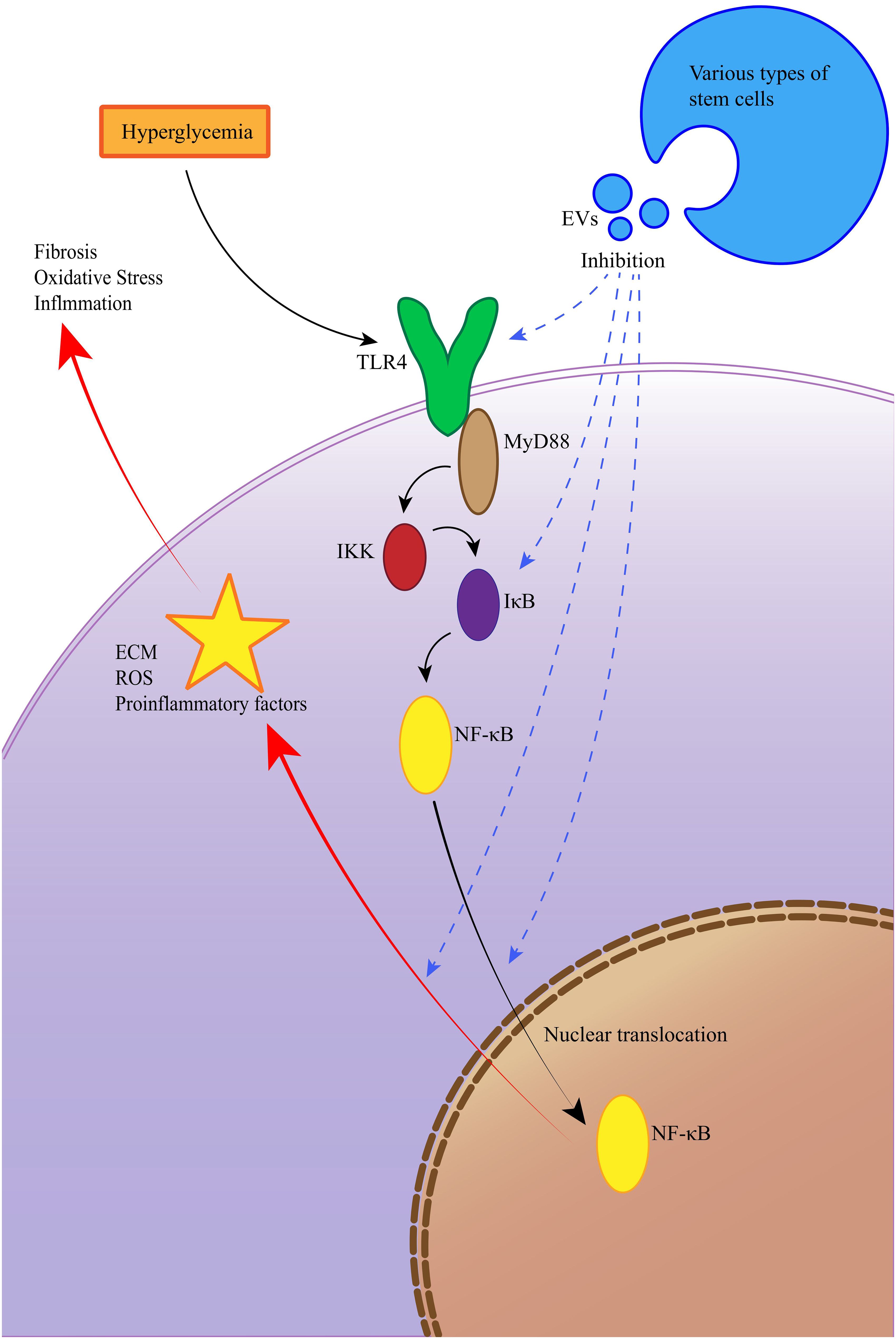 Diagram illustrating the signaling pathway related to hyperglycemia. Hyperglycemia activates TLR4, leading to a series of interactions with MyD88, IKK, and IκB, ultimately causing NF-κB translocation into the nucleus. This results in fibrosis, oxidative stress, and inflammation. Various types of stem cells and EVs are depicted inhibiting the pathway. Arrows indicate direction and effect of inhibition or activation.