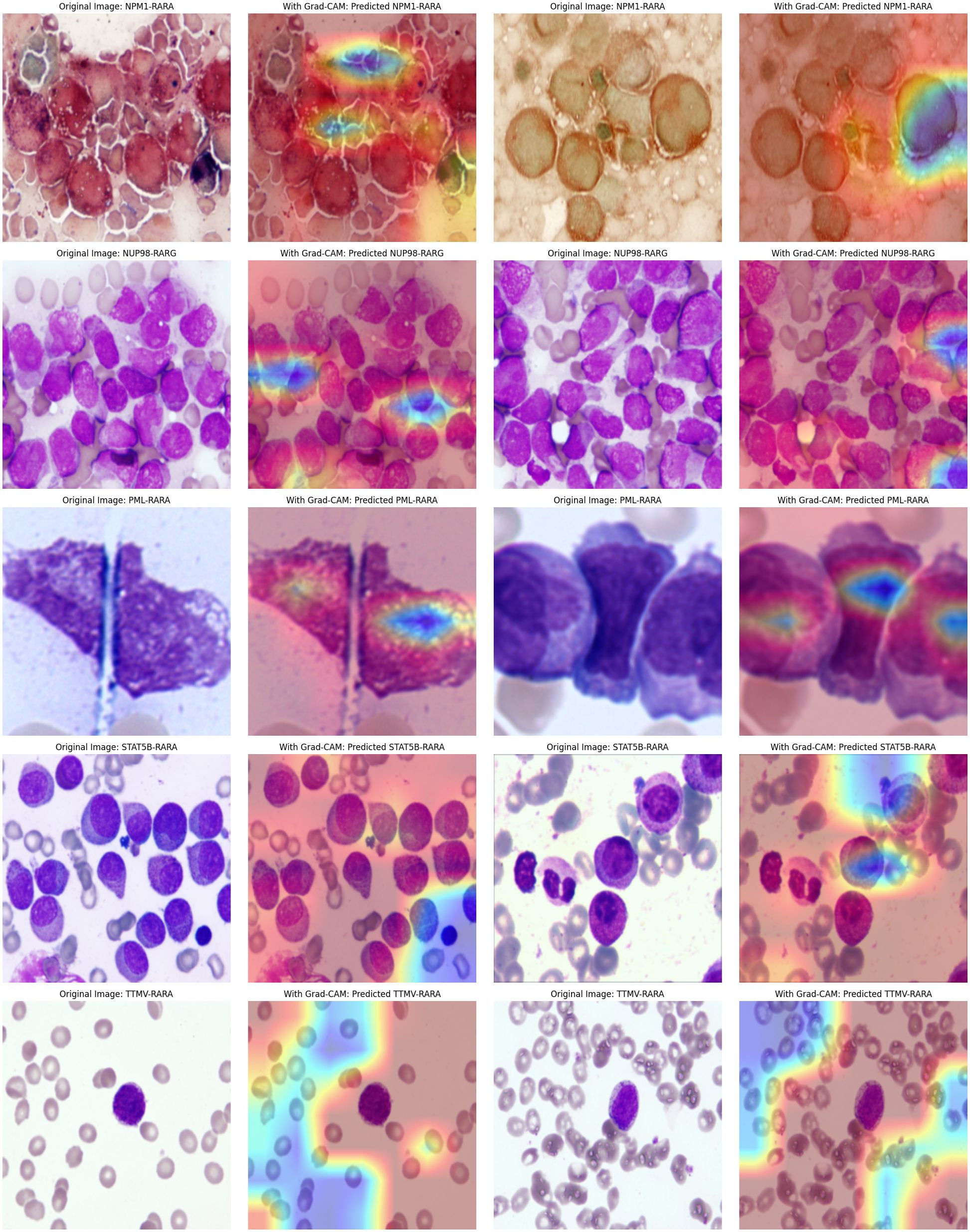 Microscopic images of cells comparing original and predicted outcomes using a Grad-CAM model. Each row shows different cell types with variations in color patterns due to model prediction overlays, illustrating areas of focus for identification.