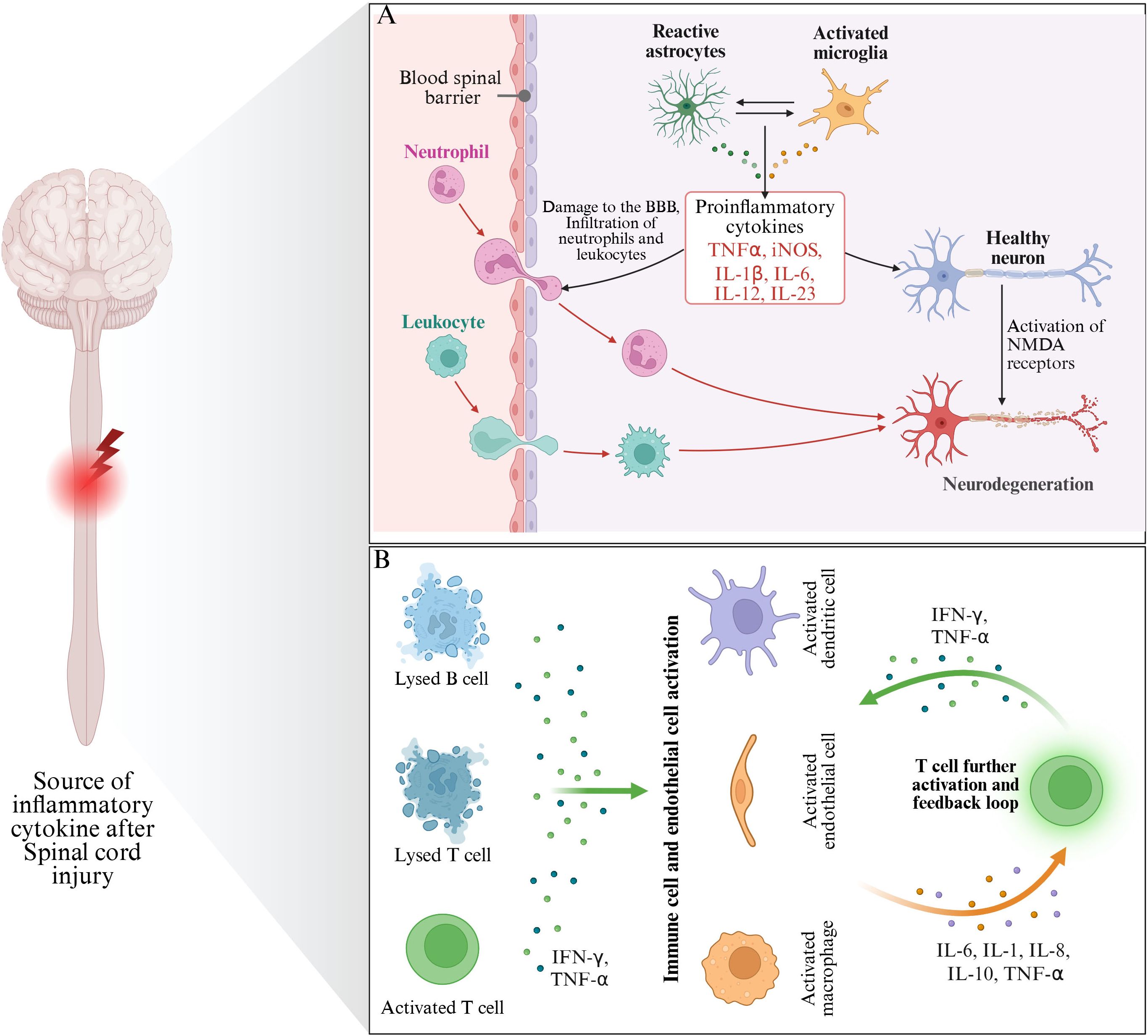 Diagram illustrating the inflammatory response after spinal cord injury. Panel A shows the blood-spinal barrier damage allowing neutrophils and leukocytes to infiltrate, triggering reactive astrocytes and microglia. This releases proinflammatory cytokines like TNF-α, iNOS, IL-1β leading to neuron damage and neurodegeneration. Panel B depicts immune cell activation, including lysed B and T cells and activated T cells releasing cytokines IFN-γ and TNF-α, further activating endothelial cells and macrophages. This creates a feedback loop enhancing inflammation, indicated by IL-6 and IL-10 release.