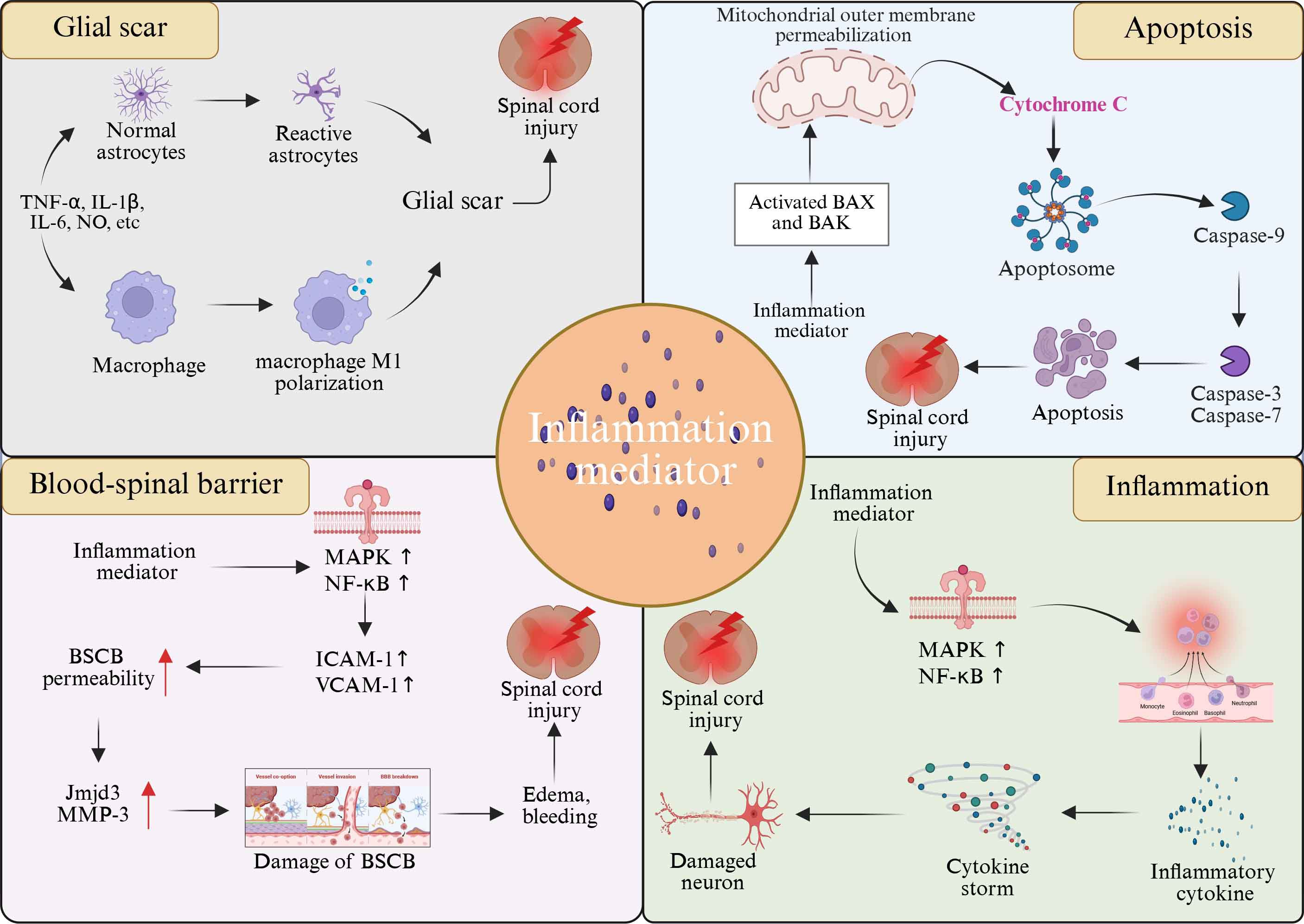 Diagram illustrating the role of inflammation mediators in spinal cord injury. Four panels depict different processes: glial scar formation from astrocytes and macrophage polarization; apoptosis involving mitochondrial changes, Cytochrome C, and caspases; blood-spinal barrier disruption leading to edema and bleeding; inflammation with cytokine storms and neuron damage. Each panel highlights interactions contributing to spinal cord injury and inflammation.