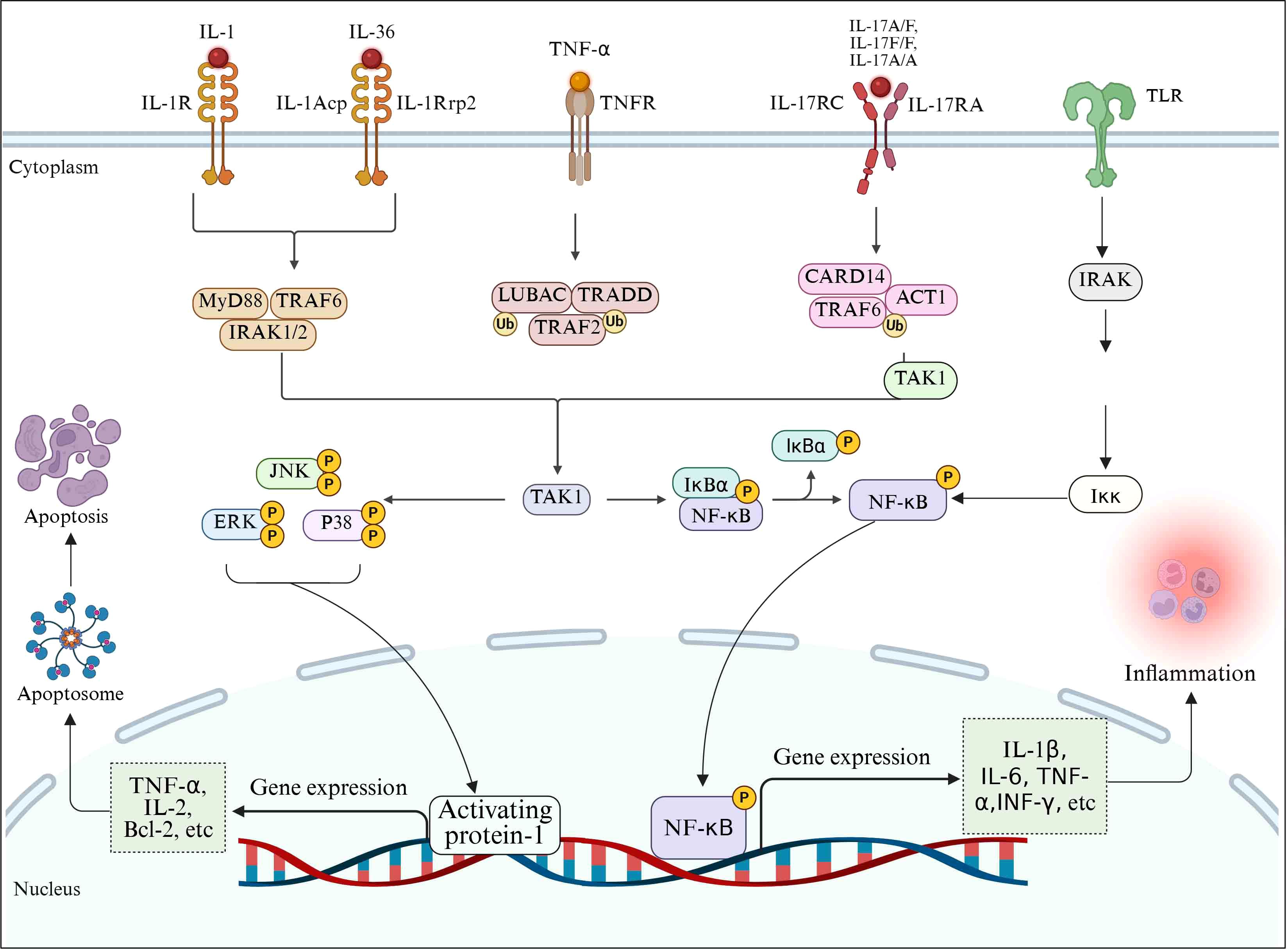 Diagram illustrating signaling pathways in cells, including cytokine receptors IL-1, IL-36, TNF-α, IL-17, and TLR. Pathways activate proteins like MyD88, TRAF6, and TAK1, leading to gene expression. NF-κB and Activating Protein-1 regulate apoptosis and inflammation, with inflammatory cytokines expressed in the nucleus.