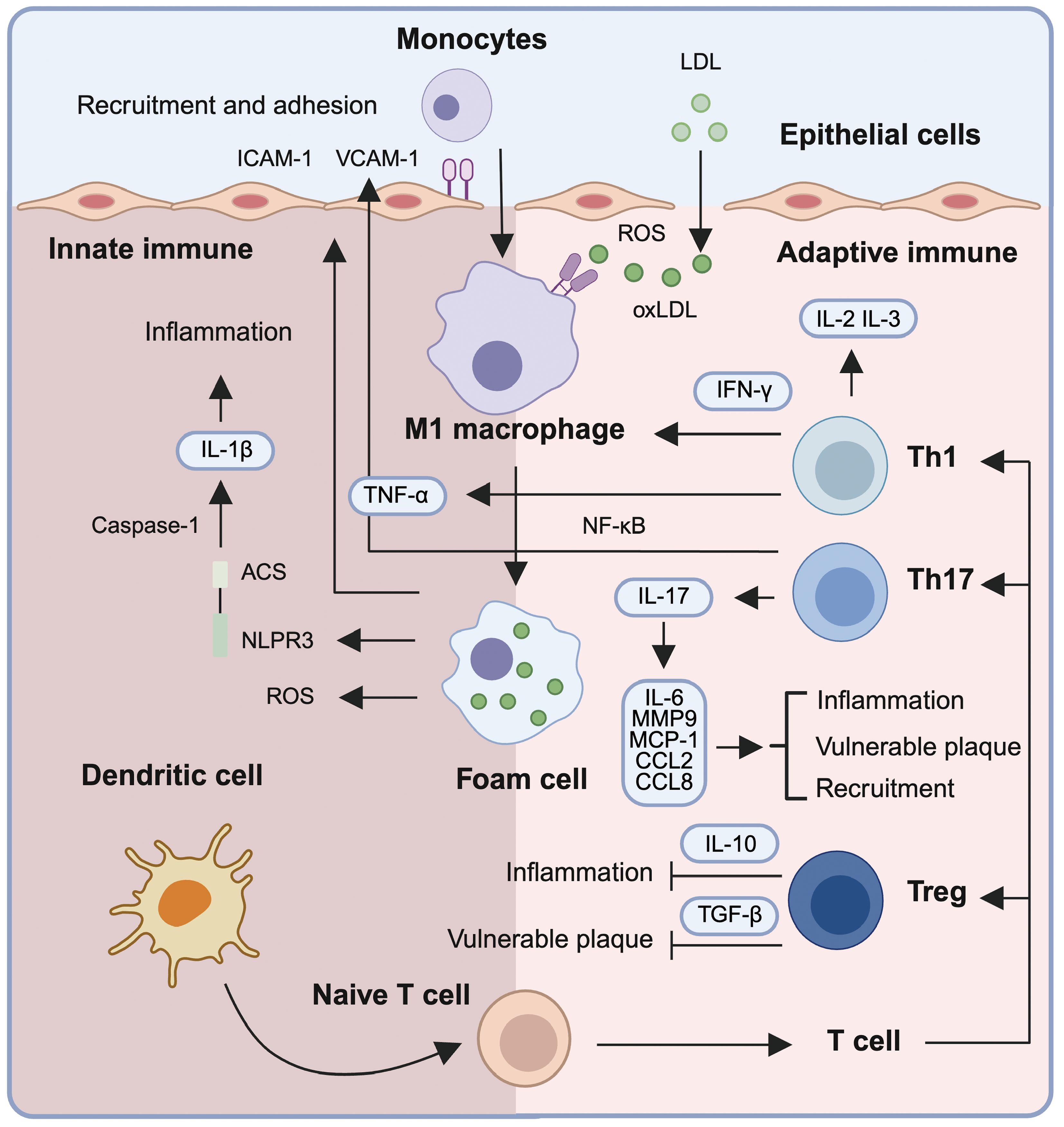 Diagram illustrating the interaction between innate and adaptive immune systems in atherosclerosis. Monocytes adhere to epithelial cells via ICAM-1 and VCAM-1, become M1 macrophages, and contribute to inflammation through TNF-α and IL-1β. M1 macrophages and foam cells promote inflammation, leading to plaque formation. Adaptive immune cells, including Th1, Th17, and Treg, are involved, with cytokines such as IFN-γ, IL-17, IL-2, and IL-10 influencing the process. Dendritic cells activate naive T cells. The diagram shows various cytokine interactions and pathways contributing to immune responses and plaque vulnerability.
