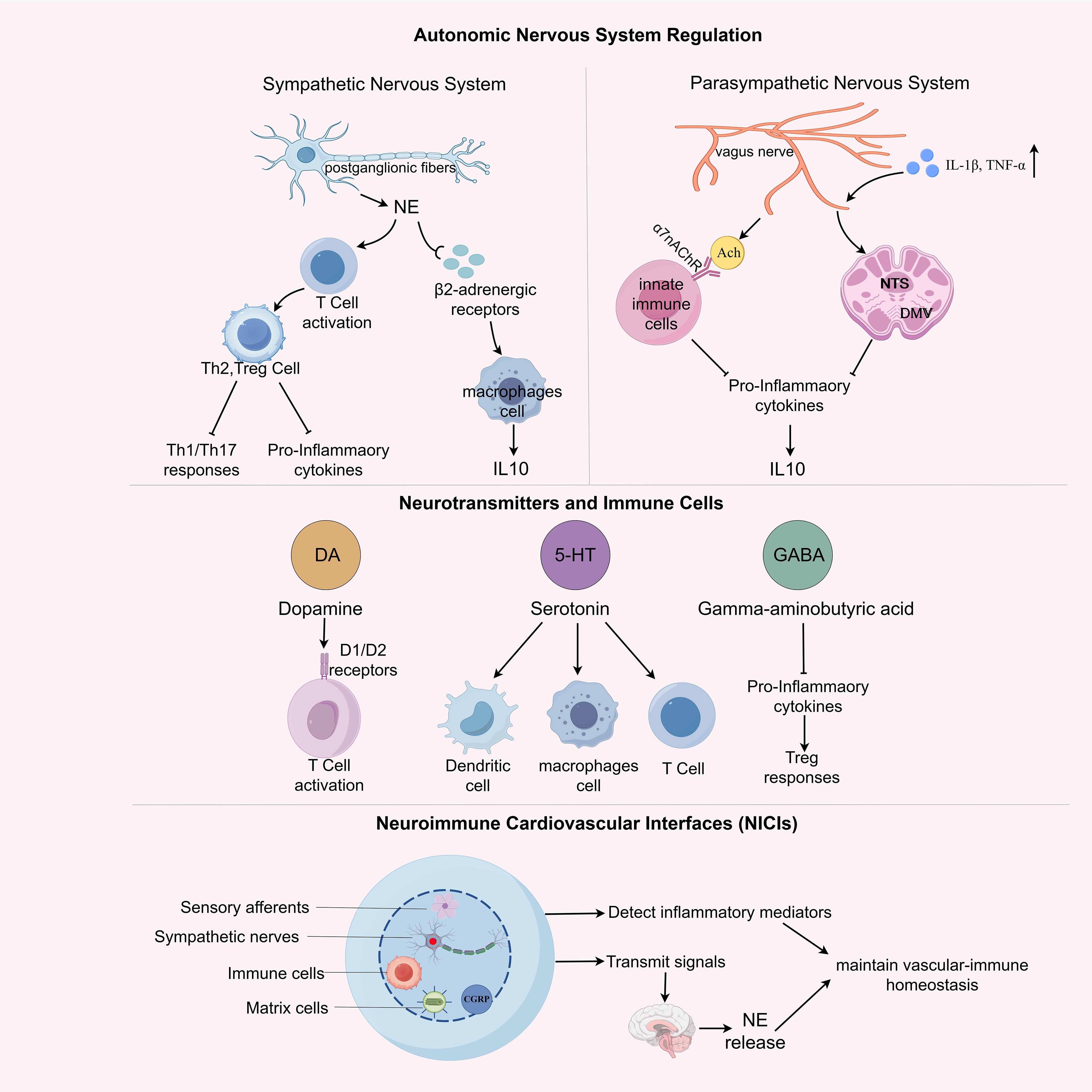 Diagram illustrating autonomic nervous system regulation, neurotransmitters, and neuroimmune cardiovascular interfaces. The sympathetic system involves norepinephrine, T cell activation, and cytokine responses, while the parasympathetic system features vagus nerve interactions. Dopamine, serotonin, and GABA influence immune cells, affecting cytokines and immune responses. Neuroimmune interfaces detect inflammatory mediators and maintain vascular-immune homeostasis through signal transmission and norepinephrine release.
