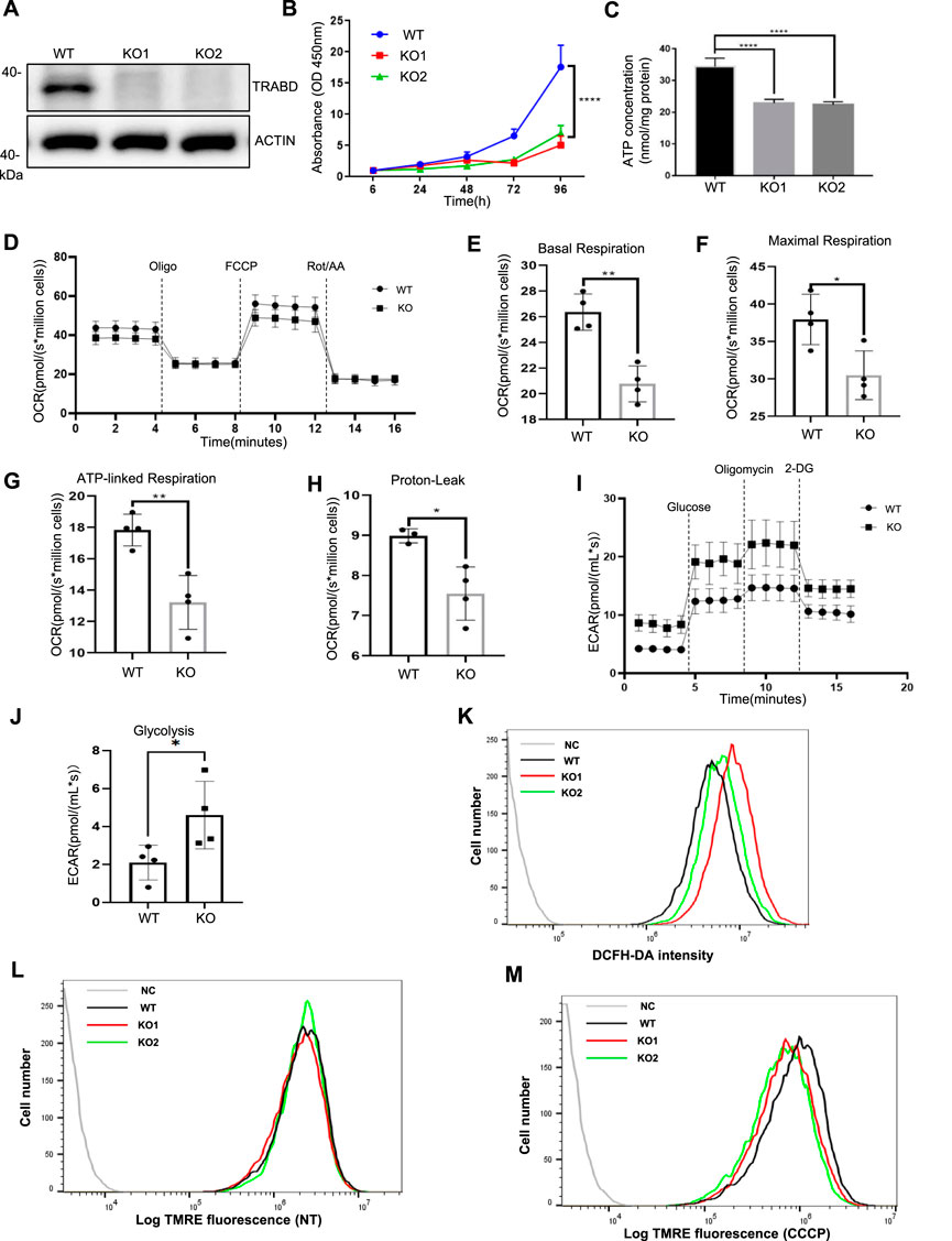 Panel of scientific graphs and Western blot image assessing cellular respiration and glycolysis. (A) Western blot showing TRABD and ACTIN levels in WT, K01, and K02 samples. (B) Line graph of absorbance over time for WT, KO1, and KO2. (C) Bar graph of ATP concentration. (D) Line graph of OCR over time, comparing WT and KO. (E-H) Bar graphs of basal respiration, maximal respiration, ATP-linked respiration, and proton leak for WT and KO. (I) Line graph of ECAR over time. (J) Bar graph of glycolysis. (K-M) Histograms showing cell number versus fluorescence intensity in various conditions.
