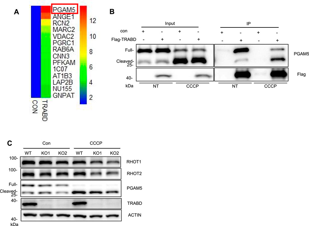 Panel A displays a heatmap listing proteins, highlighting PGAM5. Panel B shows Western blot results indicating protein levels of PGAM5 and Flag under different conditions. Panel C shows Western blots comparing protein levels (RHOT1, RHOT2, PGAM5, TRABD, ACTIN) in wild-type and knockout cells treated with control or CCCP.