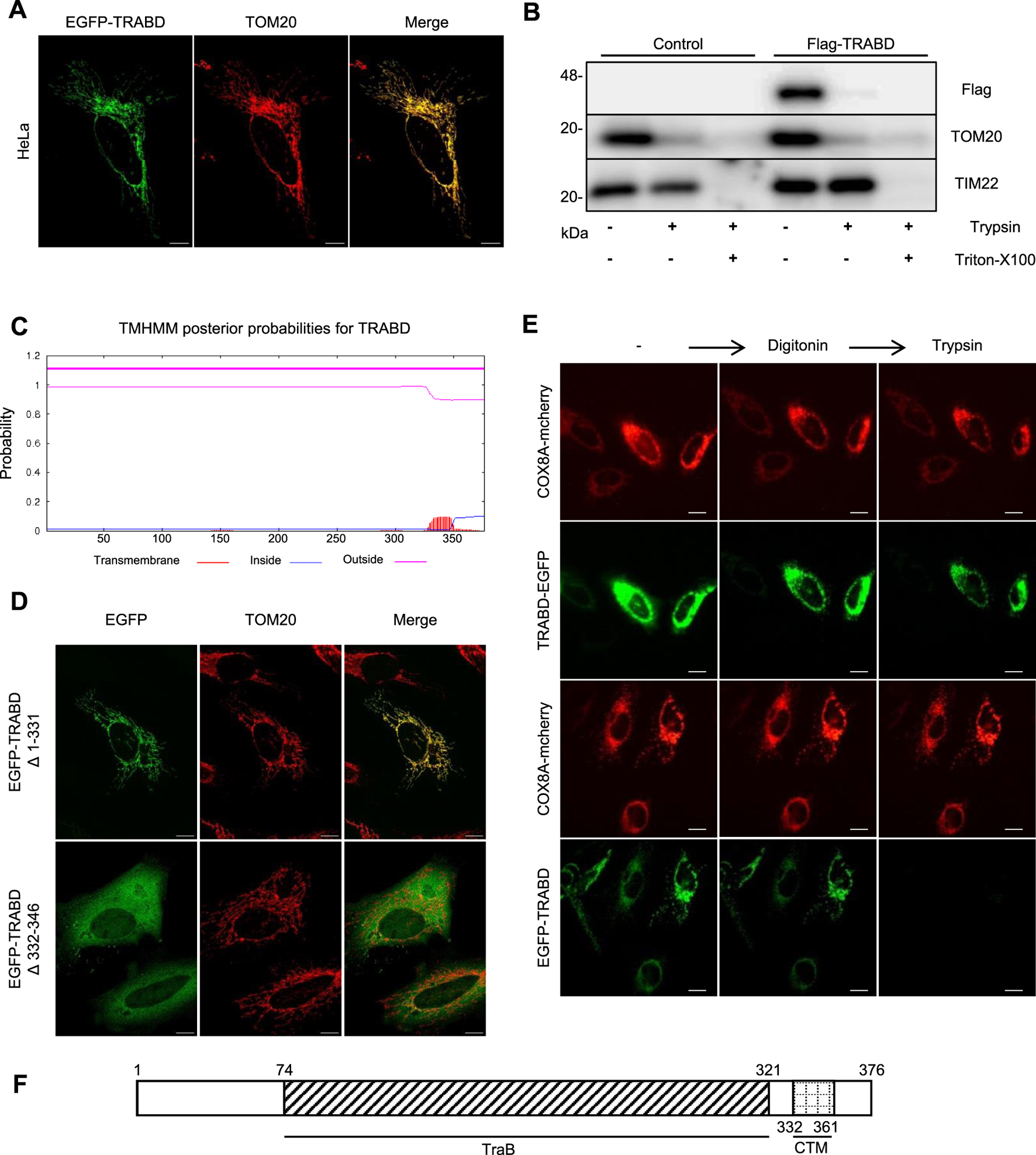 (A) Immunofluorescence images showing EGFP-TRABD, TOM20, and their merge in HeLa cells. (B) Western blot analysis displaying protein levels in control and Flag-TRABD samples treated with trypsin and Triton X-100. (C) Graph of TMHMM posterior probabilities for TRABD, displaying transmembrane, inside, and outside probabilities across amino acid sequence. (D) Immunofluorescence images of EGFP-TRABD deletion mutants showing localization with TOM20. (E) Sequential panels show the impact of digitonin and trypsin treatment on COX8A-mCherry and TRABD-EGFP localization. (F) Schematic of TraB protein structure highlighting regions 1 to 376, with cross-hatched areas denoting specific domains.
