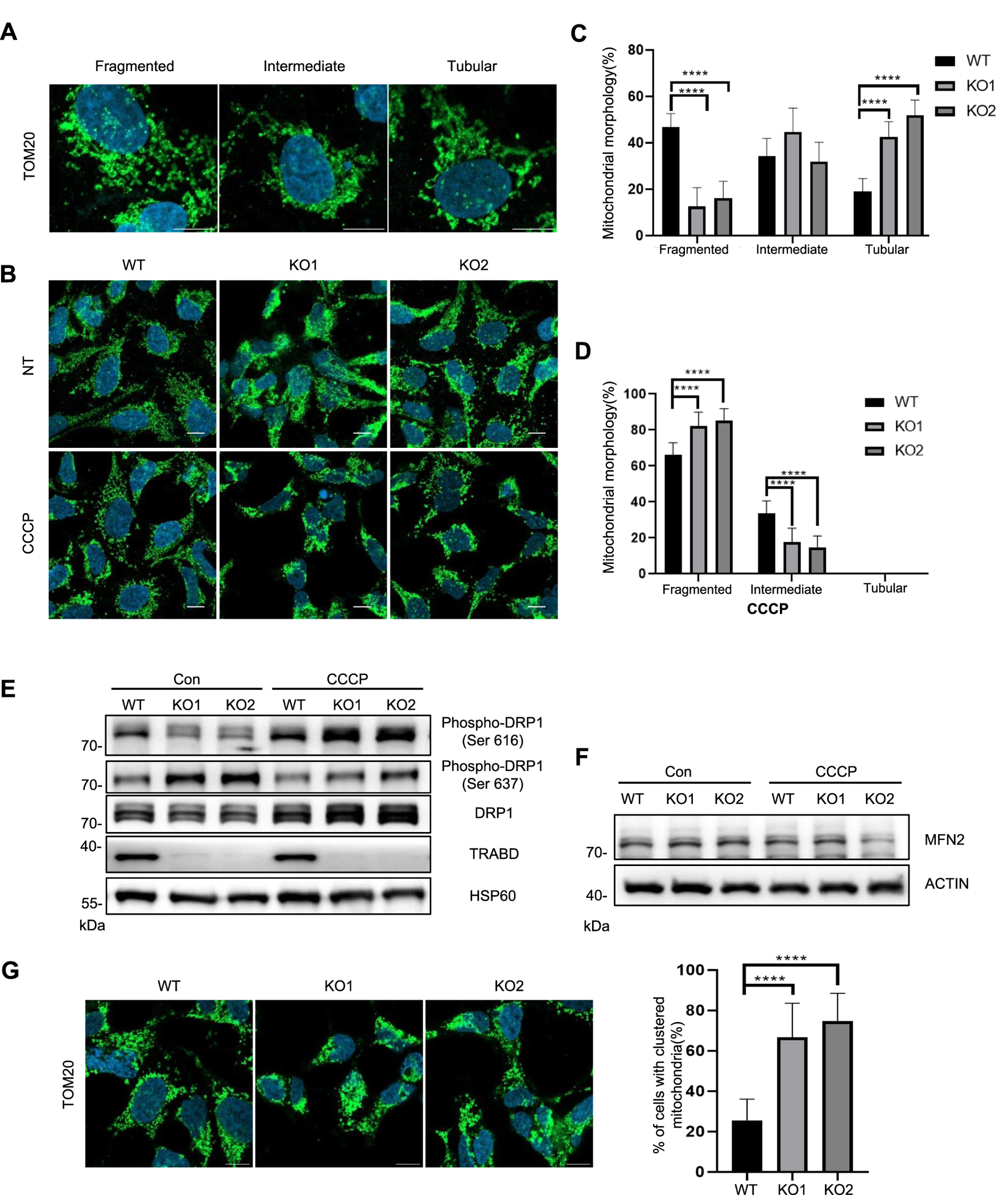 Cell images and data on mitochondrial morphology and protein expression. (A) Mitochondrial morphologies: fragmented, intermediate, tubular. (B) Fluorescent cell images in WT, KO1, KO2 conditions with and without CCCP treatment. (C, D) Bar graphs displaying mitochondrial morphology percentages in various conditions. (E, F) Western blots for DRP1, MFN2, and related proteins in WT, KO1, KO2 under control and CCCP. (G) Fluorescent images showing clustered mitochondria distribution with a corresponding bar graph quantifying clustering percentages.