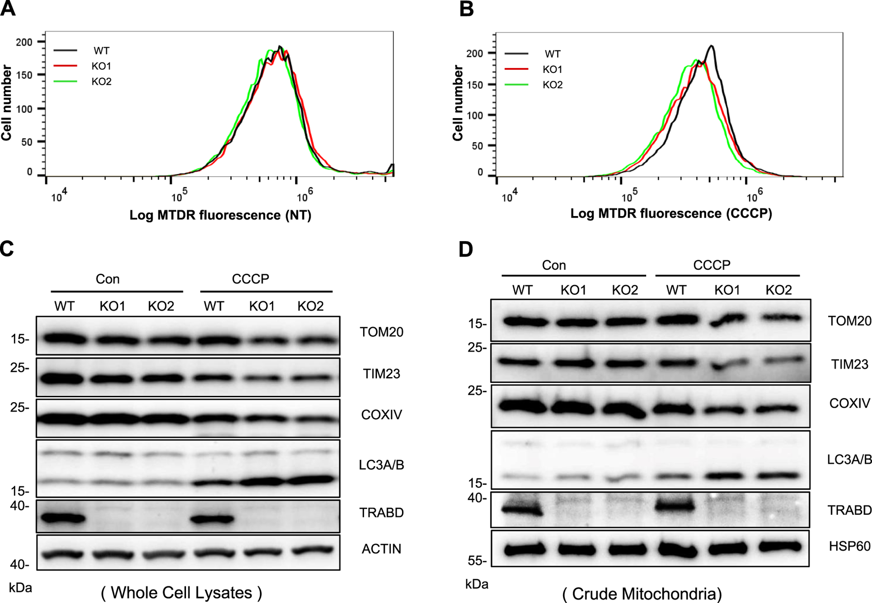 Panel A and B show histograms of log MTDR fluorescence for wild type (WT) and knockout (KO1, KO2) cells, with and without CCCP treatment. Panel C displays Western blots of cell lysates for TOM20, TIM23, COXIV, LC3A/B, TRABD, and ACTIN in control and CCCP-treated conditions. Panel D shows Western blots of crude mitochondria under similar conditions. Each panel compares WT, KO1, and KO2 groups.