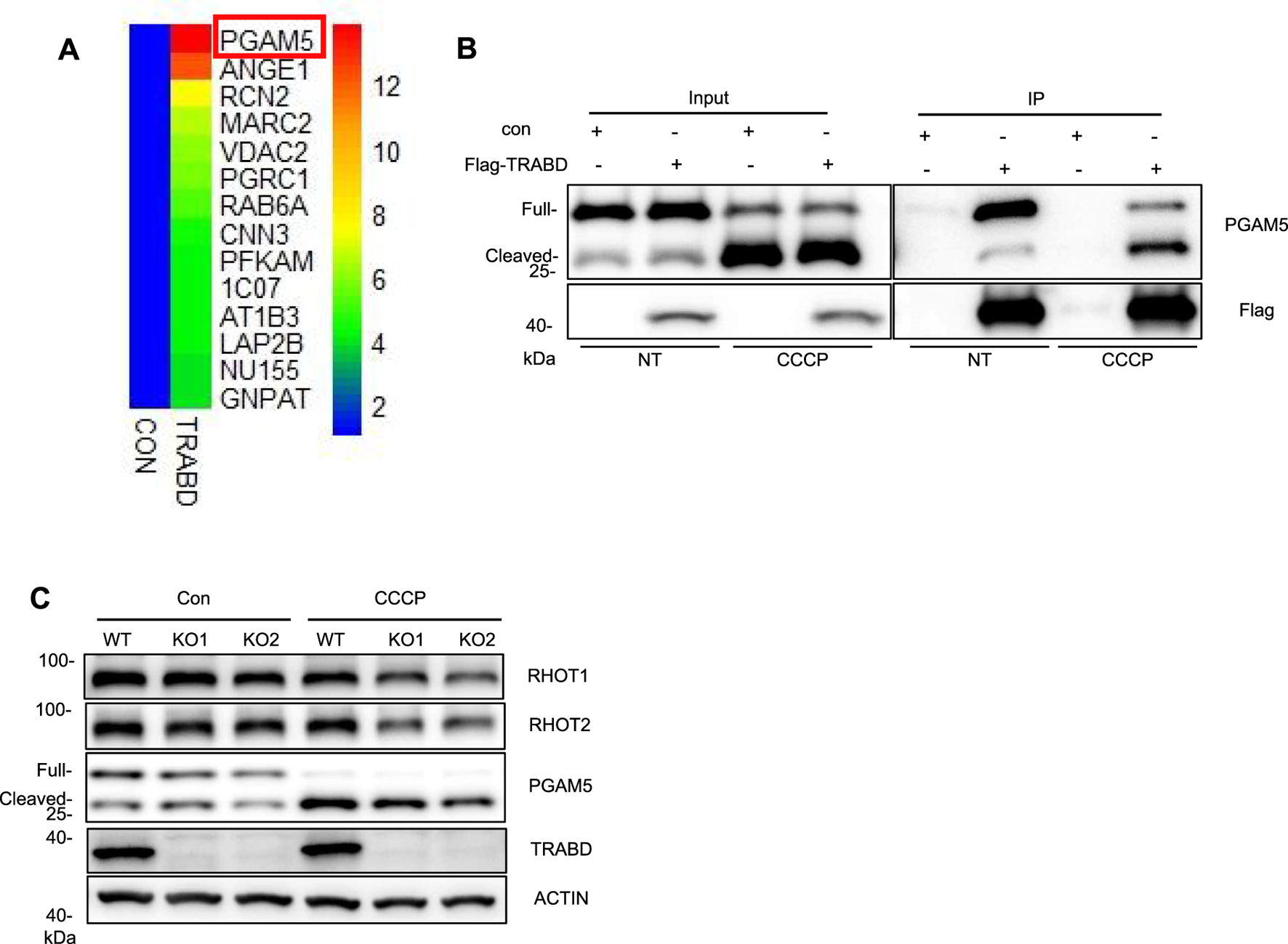 Panel A displays a heatmap listing proteins, highlighting PGAM5. Panel B shows Western blot results indicating protein levels of PGAM5 and Flag under different conditions. Panel C shows Western blots comparing protein levels (RHOT1, RHOT2, PGAM5, TRABD, ACTIN) in wild-type and knockout cells treated with control or CCCP.