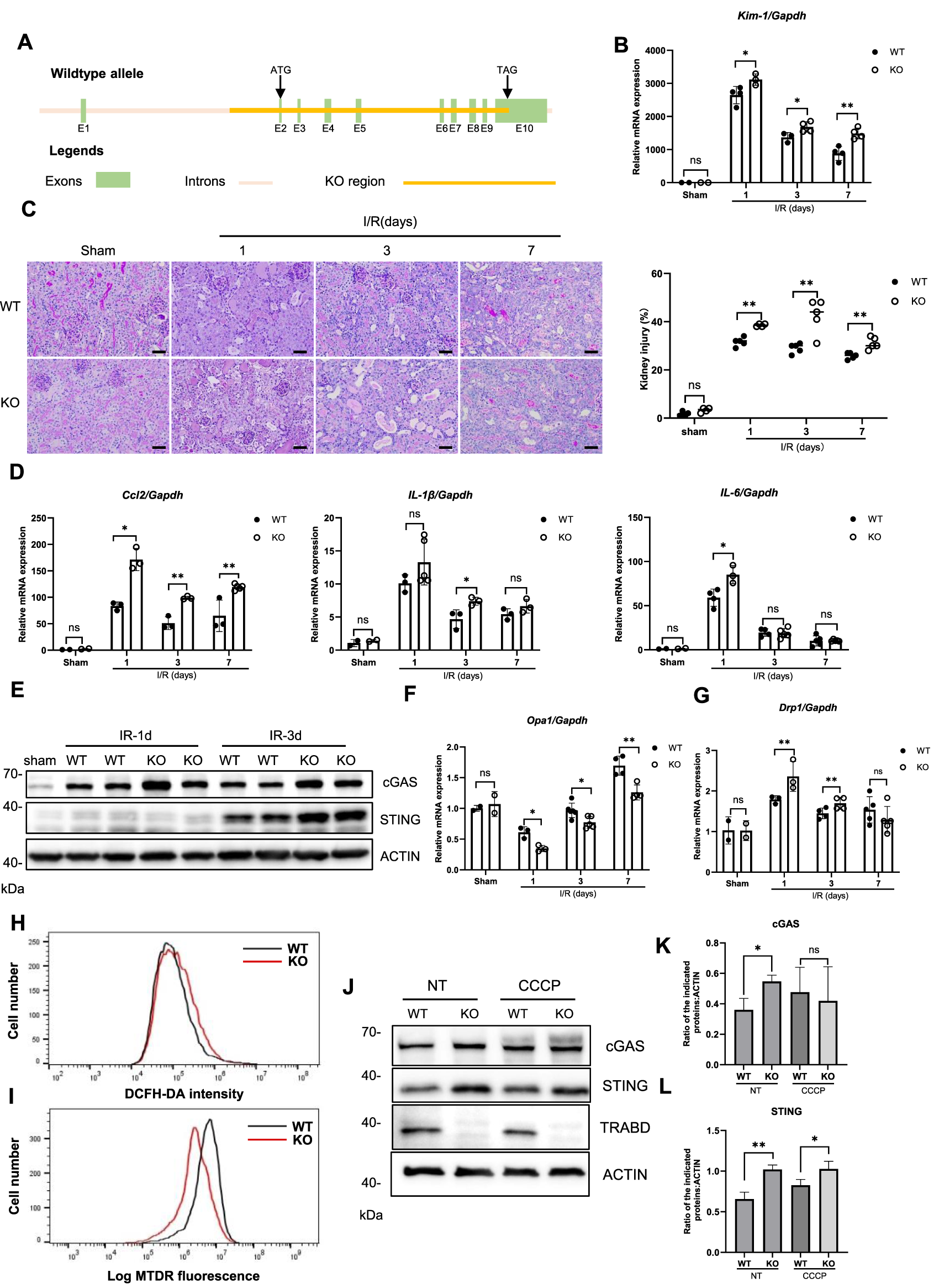 Scientific figure consisting of multiple panels labeled A to L, including a genetic diagram, graphs, microscopy images, and Western blots. Panel A shows a genetic map of a wildtype allele. Panels B, D, F, and G present graphs of mRNA expression levels in wildtype (WT) and knockout (KO) groups over time. Panel C illustrates microscopy images of kidney tissue from different groups. Panel E and J show Western blot analyses, with markers for proteins like cGAS and STING. Panels H and I display flow cytometry histograms. Panels K and L provide quantitative analyses of protein expression. Statistical significance is indicated with asterisks.