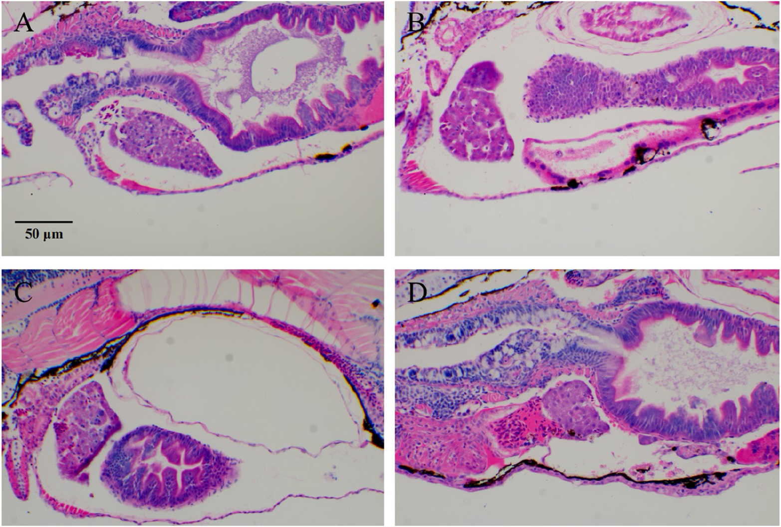 Microscopic images labeled A, B, C, and D show stained sections of a biological tissue. Each section exhibits varying structures and cellular patterns in shades of pink and purple, indicating different cell types and features. A scale bar of 50 micrometers is present for reference.
