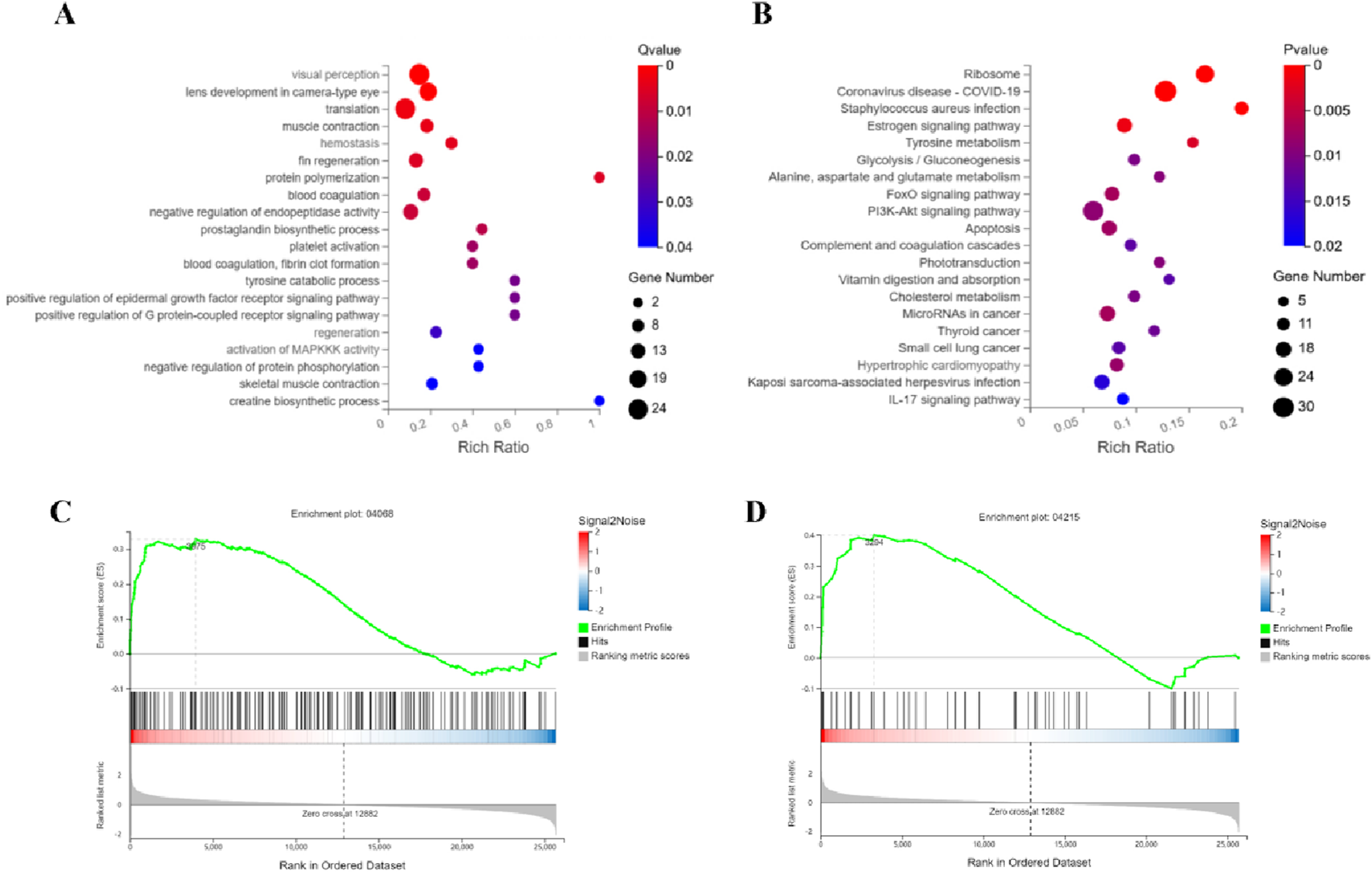 Two bubble plots and two enrichment plots are displayed. Plot A shows the rich ratio of various biological processes with bubble sizes indicating gene numbers and colors representing q-values. Plot B reveals pathways related to diseases and metabolisms, with bubble color indicating p-values. Plots C and D are enrichment plots with green enrichment score curves, ranked datasets, and color gradients for signal-to-noise ratios.