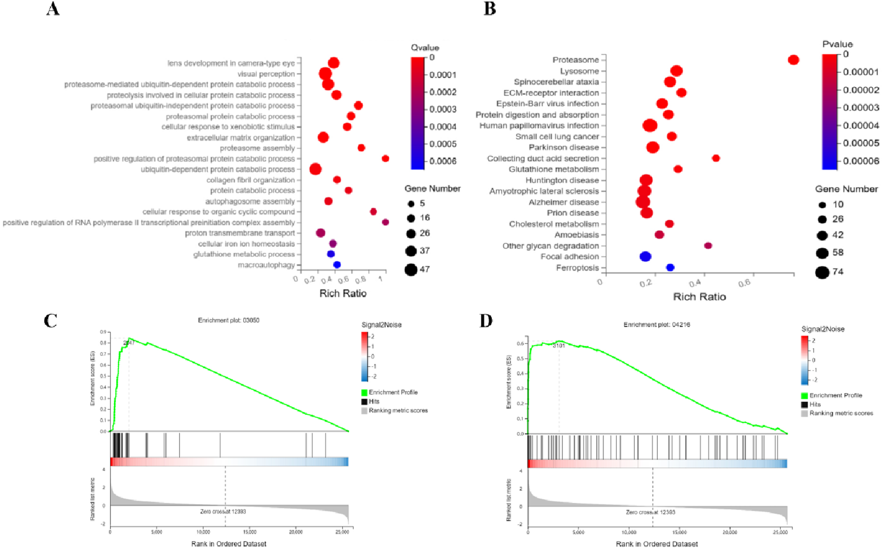 Diagram showing four panels. A: Gene Ontology analysis with dot plot showing rich ratio versus terms, colored by q-value and sized by gene number. B: KEGG pathway enrichment with similar layout, colored by p-value. C and D: Enrichment plots displaying enrichment score versus rank in ordered dataset, with signal-to-noise color gradients and enrichment profiles in green.
