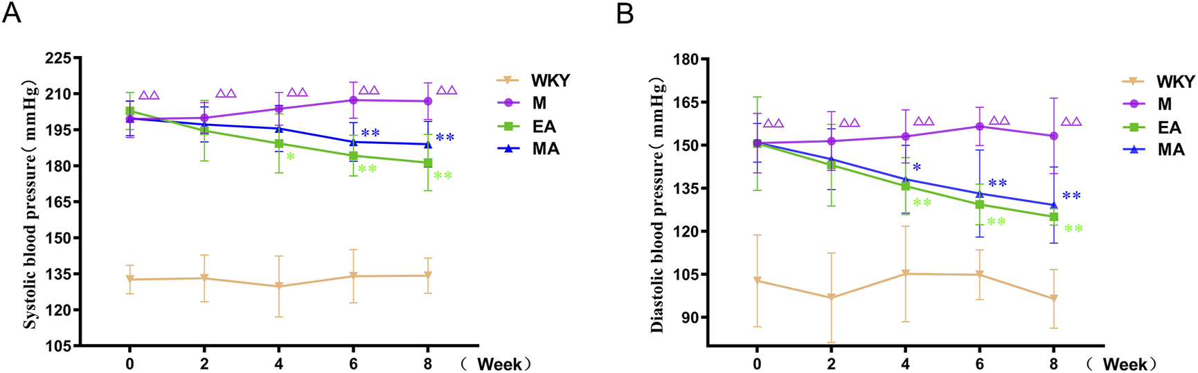 Graph comparing systolic (A) and diastolic (B) blood pressure over eight weeks among four groups: WKY (orange triangles), M (purple circles), EA (green squares), and MA (blue triangles). Blood pressure trends vary with M group showing higher readings while EA and MA exhibit reductions over time. Statistical significance is marked by symbols.