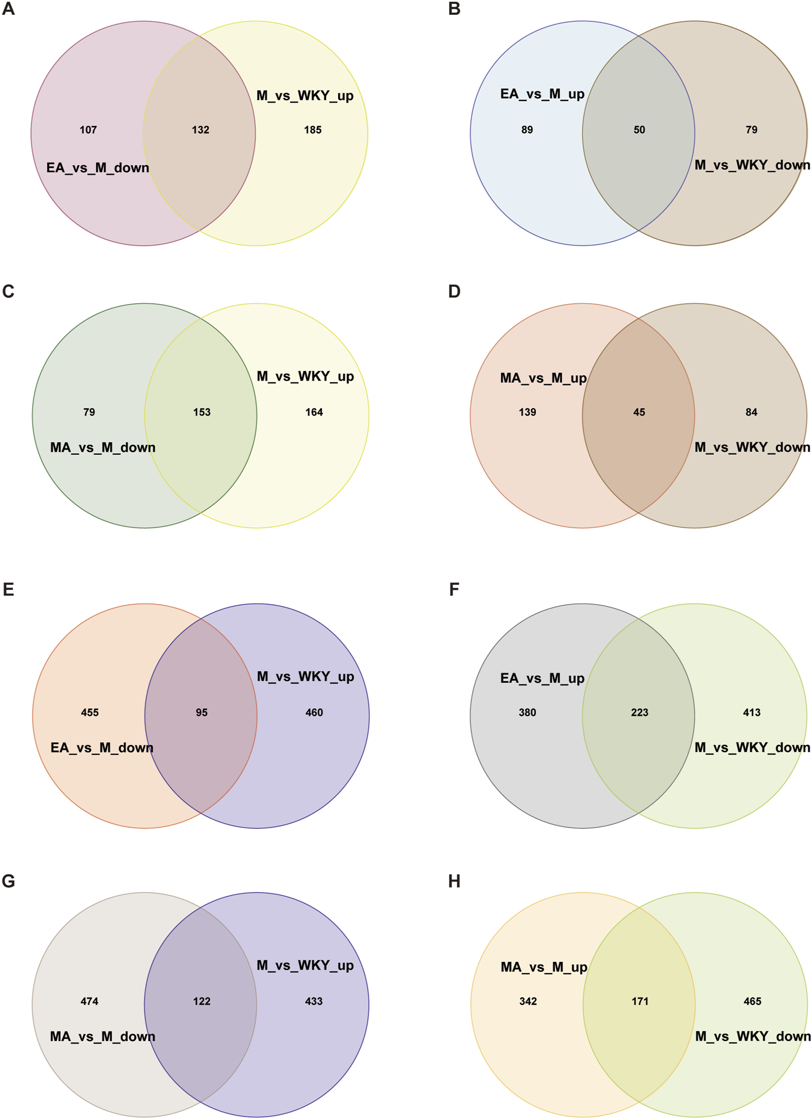 Venn diagrams labeled A to H compare two datasets each: EA_vs_M, MA_vs_M, and M_vs_WKY, with up and down classifications. Each diagram shows intersecting and non-intersecting quantities, illustrating shared and unique elements between datasets.