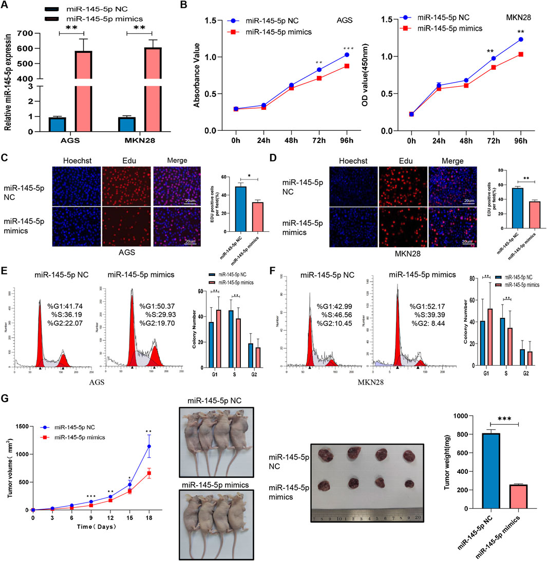 Graphs and images illustrate the effects of miR-145-5p mimics on AGS and MKN28 cells. Panel A shows increased miR-145-5p expression in cells with mimics. Panel B presents higher absorbance values indicating cell proliferation over time. Panel C displays fluorescence images with statistical graphs showing decreased cell proliferation in the mimics group. Panels E and F show cell cycle changes, with histograms and bar graphs, highlighting differences between groups. Panel G includes growth curves of tumor volume in mice, photographs of mice, and excised tumors, with a graph indicating reduced tumor weight in the mimics group. Statistical significance is indicated with asterisks.