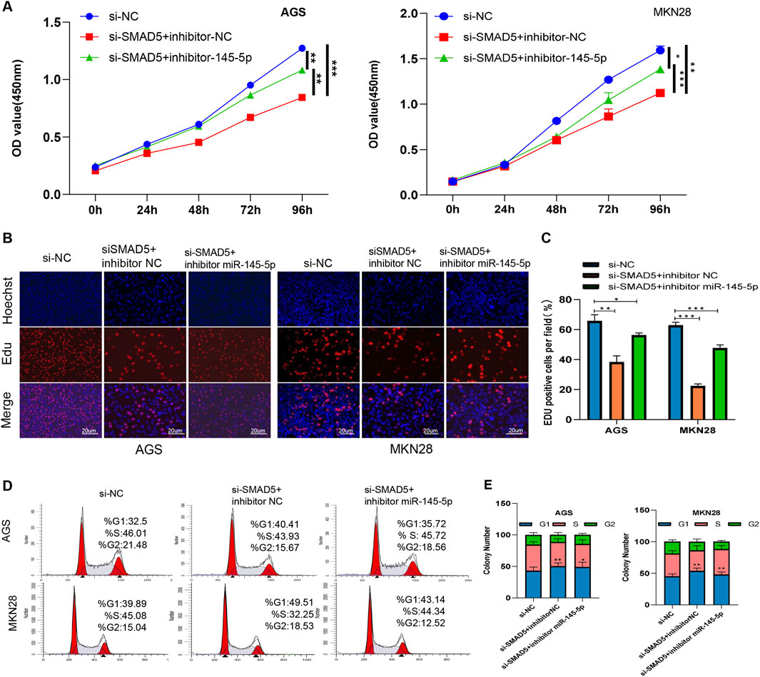 Graphical panels display experimental results involving AGS and MKN28 cells. Panel A shows line graphs of cell growth over 96 hours, with si-NC, si-SMAD5+inhibitor-NC, and si-SMAD5+inhibitor-145-5p treatments. Panel B presents fluorescence microscopy images showing Hoechst and EdU staining in cells under different treatments. Panel C is a bar chart comparing EdU positive cell percentages. Panel D contains flow cytometry histograms for cell cycle analysis with percentages for G1, S, and G2 phases. Panel E features bar graphs of colony numbers categorized by cell cycle phases. Statistical significance is marked with asterisks.