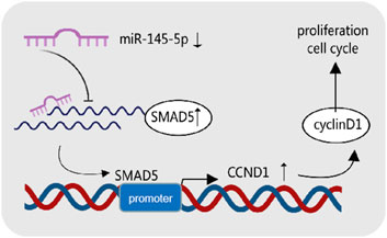 Diagram illustrating the regulatory pathway involving miR-145-5p, which decreases, leading to an increase in SMAD5. SMAD5 activates the promoter of CCND1, resulting in increased cyclin D1 levels, which promotes cell proliferation and the cell cycle.