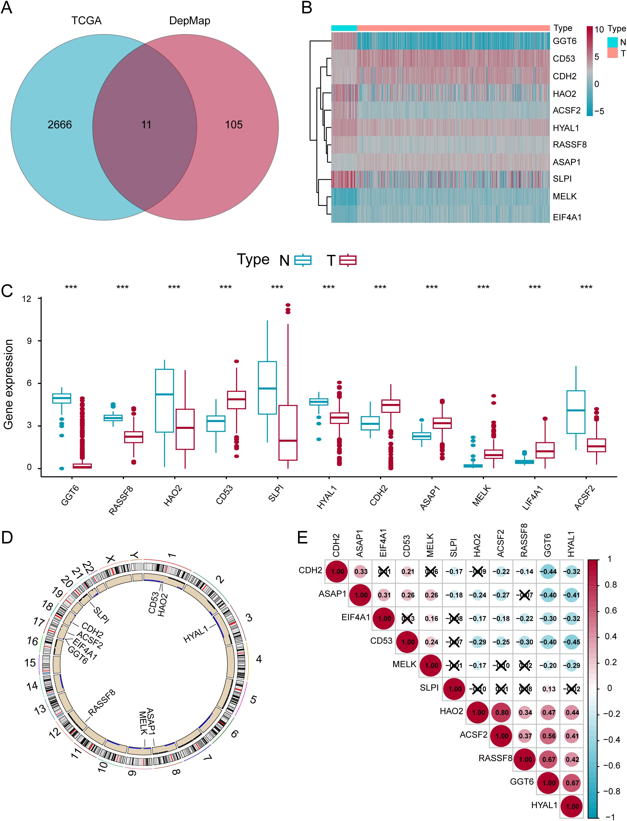 Panel A is a Venn diagram showing overlap between TCGA and DepMap datasets, with 11 common elements. Panel B presents a heatmap for gene expression of specific genes across two types, N and T. Panel C depicts box plots illustrating gene expression differences between types N and T, with significant markers. Panel D is a circular chromosome diagram indicating the location of specific genes. Panel E displays a correlation matrix among different genes, with correlation coefficients indicated by color intensity and value labels.