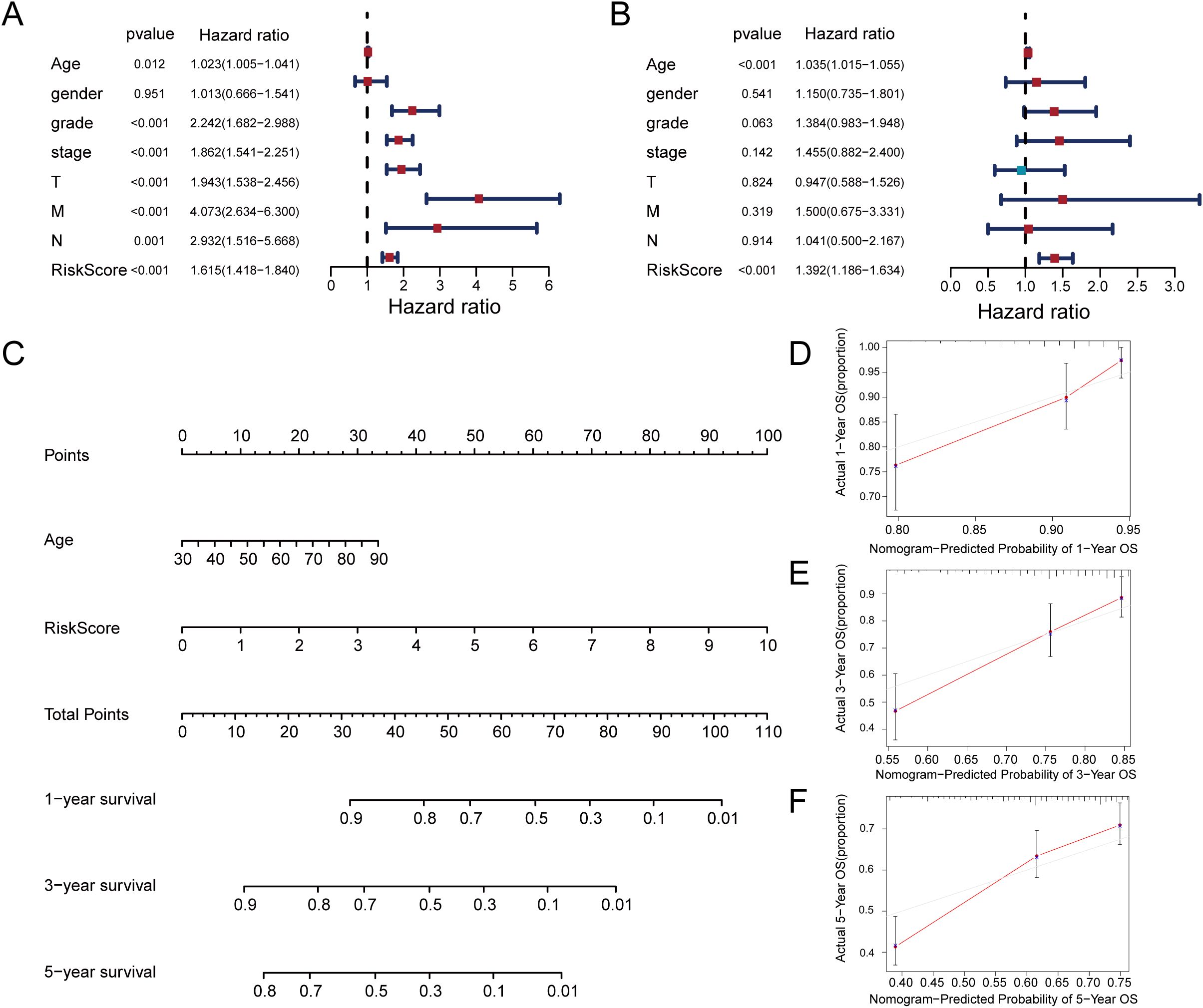 Panel A shows a forest plot of hazard ratios for variables like age, gender, and stage. Panel B presents another forest plot with similar variables. Panel C is a nomogram predicting survival based on points for age and risk score. Panels D, E, and F display calibration plots comparing actual versus predicted survival probabilities for one-year, three-year, and five-year outcomes.