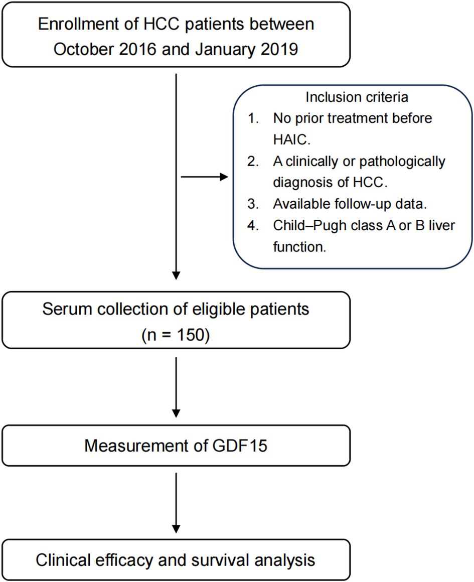 Flowchart detailing the study process for HCC patients between October 2016 and January 2019. Patients were selected based on inclusion criteria: no prior HAIC treatment, clinical or pathological HCC diagnosis, available follow-up data, and Child–Pugh class A or B liver function. Serum was collected from 150 eligible patients, followed by GDF15 measurement, concluding with clinical efficacy and survival analysis.