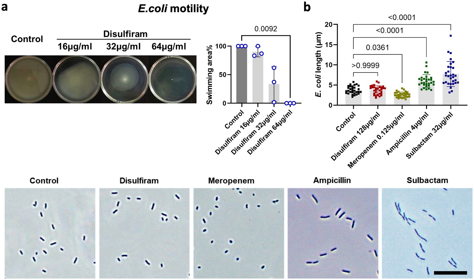 Comparison of E. coli motility and cell length under different treatments. Panel a shows petri dishes with E. coli under control and varying concentrations of disulfiram, alongside a bar graph of swimming areas. The swimming area decreases with higher disulfiram concentration, significant at p=0.0092. Panel b displays a dot plot of E. coli length under different treatments, showing a significant increase in length with disulfiram at 128 ÎĽg/ml and sulbactam at 32 ÎĽg/ml, with p-values indicating significance. Below, microscopic images show E. coli morphology under control, disulfiram, meropenem, ampicillin, and sulbactam treatments.