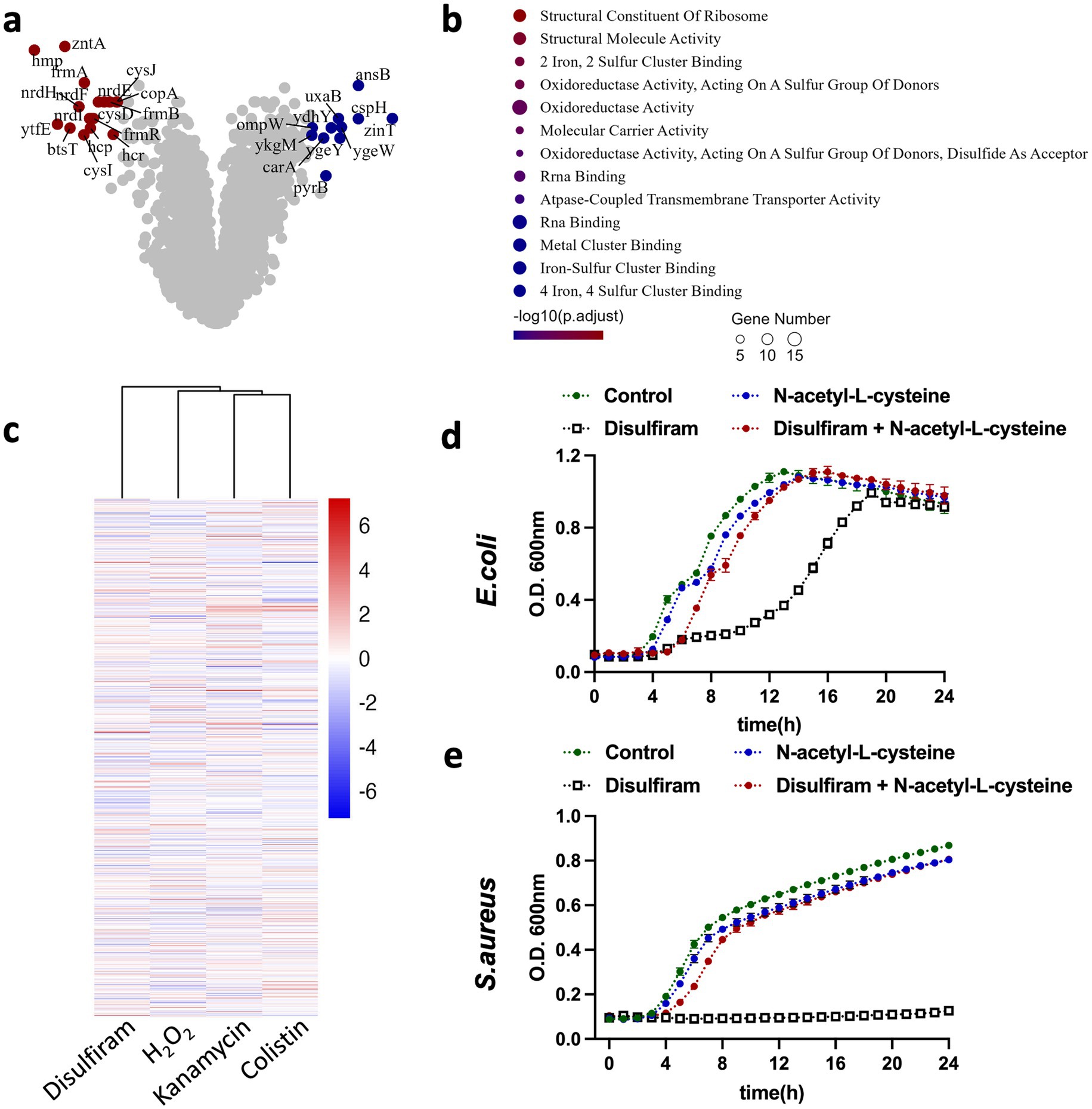 Diagram featuring multiple panels about genetic and biochemical data. Panel (a) shows a network graph with red and blue nodes representing gene interactions. Panel (b) provides a legend for the activities represented by the nodes, including ribosome structure and binding activities. Panel (c) is a heatmap of gene expression levels under different treatments like Disulfiram and Colistin. Panel (d) displays a line graph of E. coli growth over time under different conditions. Panel (e) shows a similar line graph for S. aureus. Both line graphs include treatments such as Control and N-acetyl-L-cysteine.