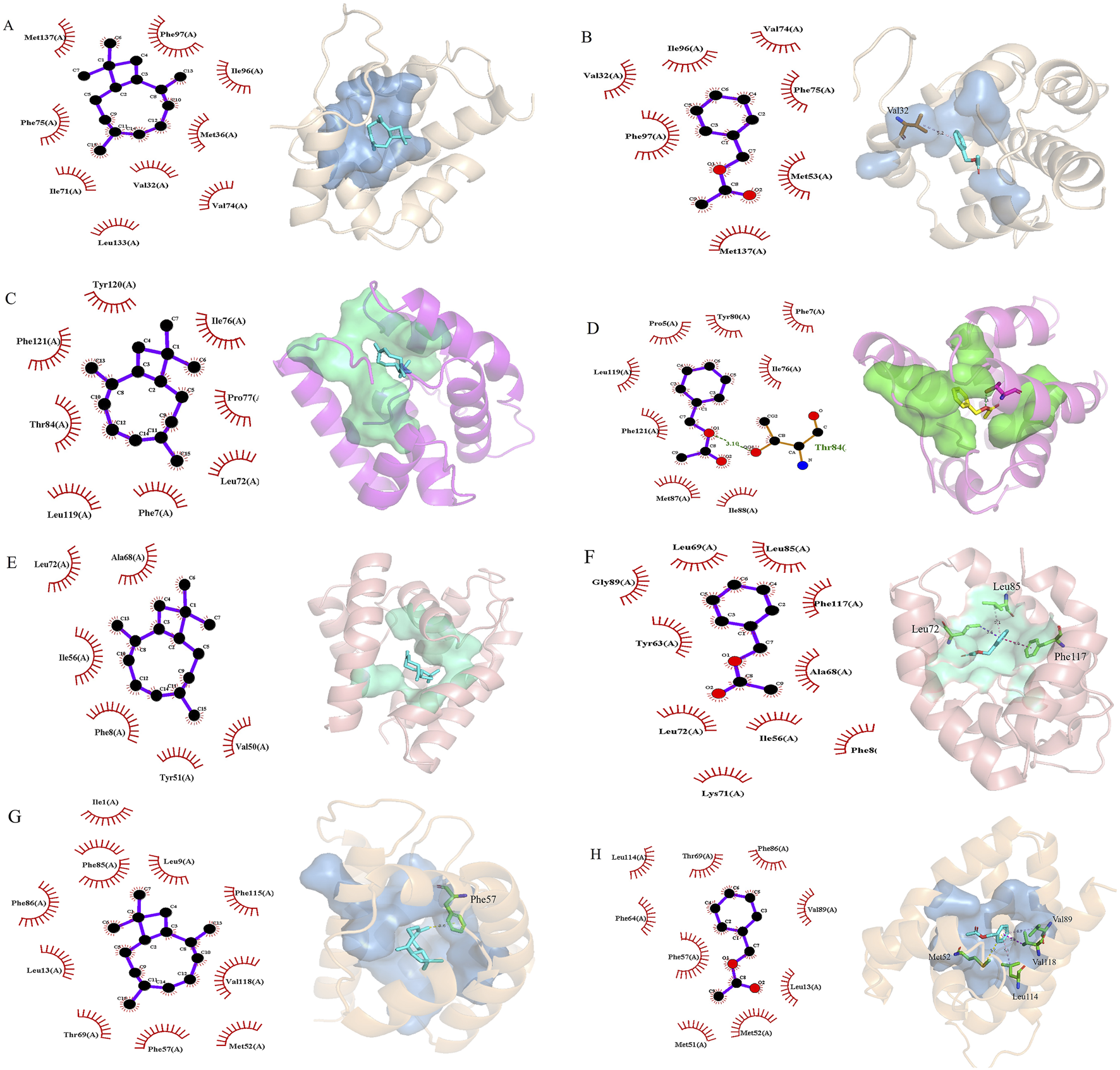Diagrams illustrate molecular interactions for eight panels labeled A to H. Each panel shows two images: a 2D chemical interaction map with red lines indicating hydrophobic interactions and an adjacent 3D protein-ligand binding model with structures highlighted in different colors, representing the interaction sites. The protein backbones are displayed in ribbon form, while ligands are highlighted within the binding site. Each panel focuses on different interactions with specific amino acids marked for clarity.