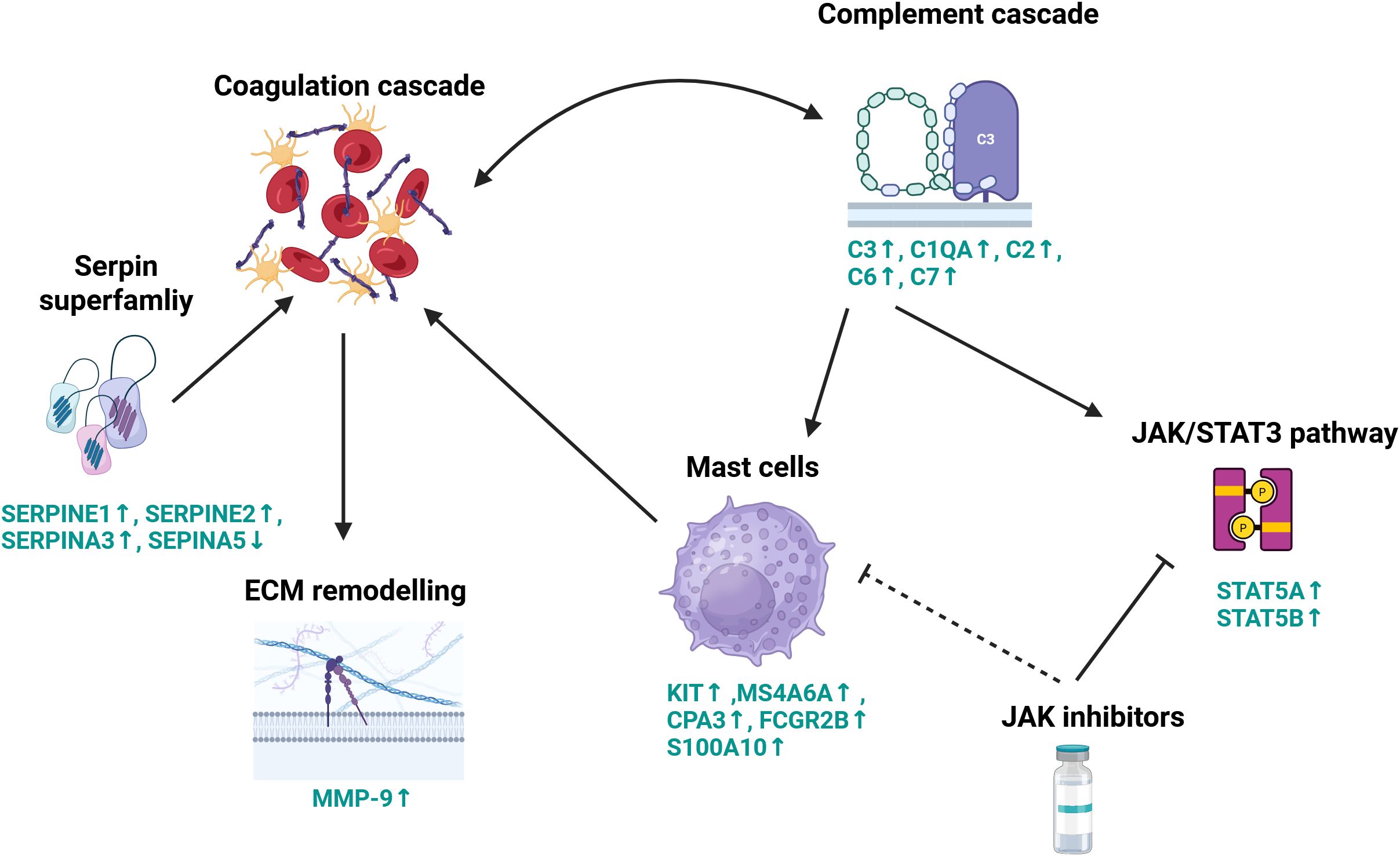 Schematic representation of proposed key molecular processes contributing to lesion development. The diagram illustrating interactions in immune response and inflammation. The complement and coagulation cascade is central, mast cells activation, JAK/STAT3 pathway, and ECM remodeling. Arrows show the directional change in gene expression in endometriosis lesions compared with control endometrium.