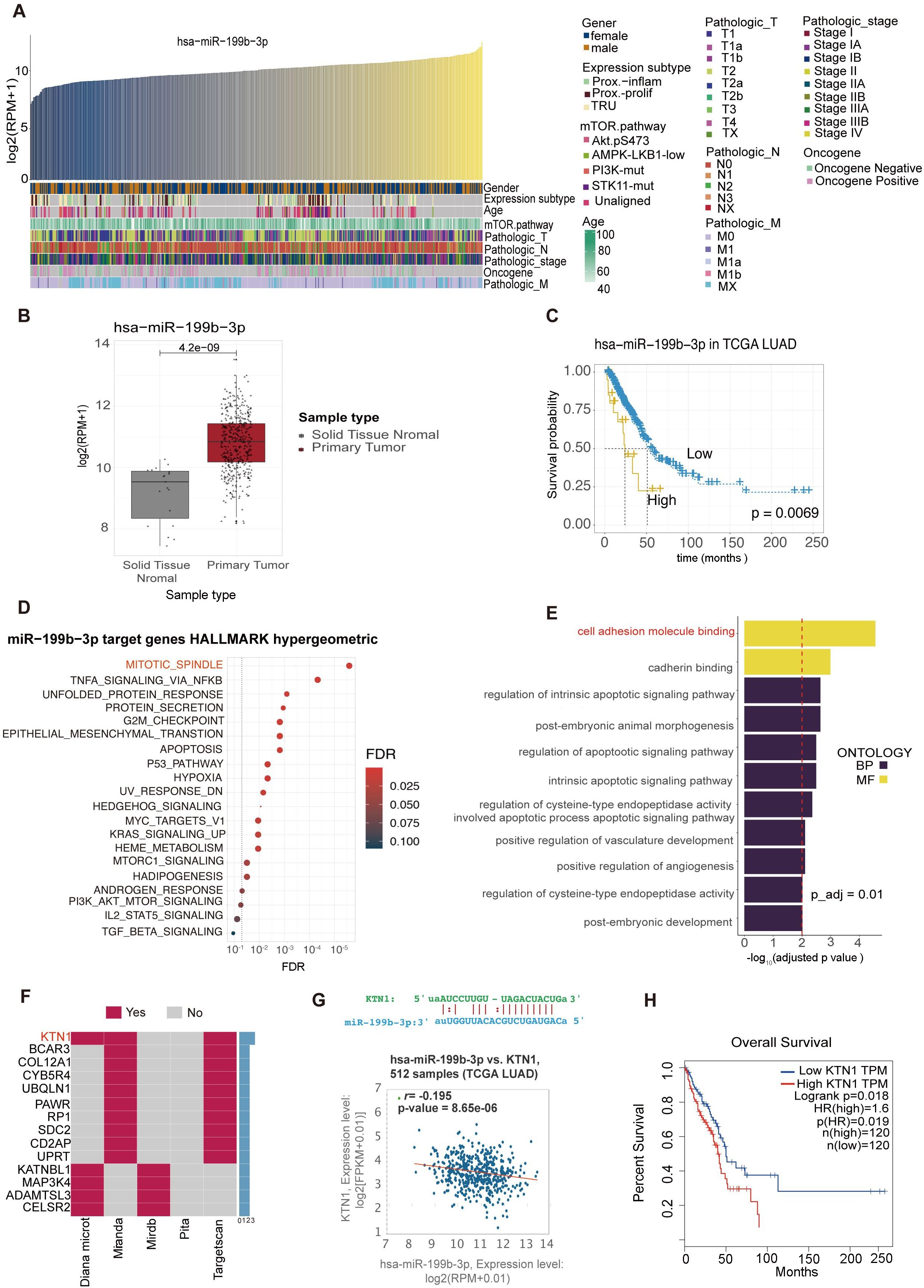 Panel A shows a bar graph of hsa-miR-199b-3p expression across various patient samples, with annotations for gender, expression subtype, and clinical factors. Panel B includes a box plot comparing expression levels between solid tissue normal and primary tumor samples. Panel C presents a Kaplan-Meier survival curve for hsa-miR-199b-3p in TCGA LUAD, with low and high expression groups. Panel D displays a dot plot of miR-199b-3p target genes related to hallmark pathways, colored by false discovery rate. Panel E features a bar graph of gene ontology enrichments. Panel F is a bar chart of drug interactions. Panel G shows a scatter plot of correlation between KTN1 and miR-199b-3p expression. Panel H is an overall survival Kaplan-Meier plot comparing high and low KTN1 TPM expression.