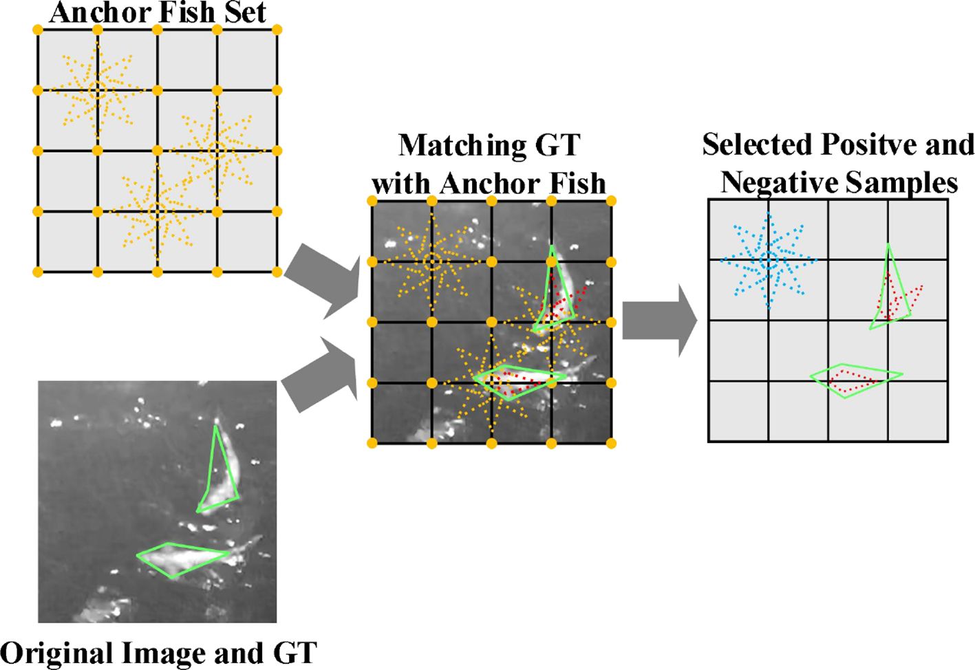 Grid-based diagrams depict the process of matching anchor fish with ground truth (GT) highlighting selected positive and negative samples. The first grid labeled “Anchor Fish Set” shows an arrangement of orange dots. The second grid “Matching GT with Anchor Fish” overlaps green and red delineations on a background image, aligning anchor and GT data. The third grid “Selected Positive and Negative Samples” shows refined, highlighted regions. Below, the original grayscale image features overlaid green outlines.