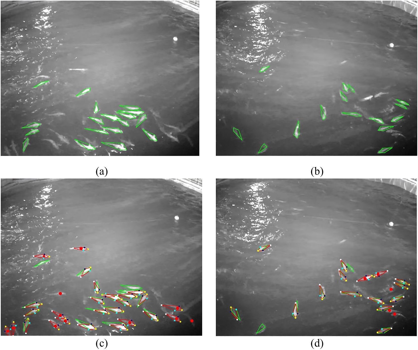 Four panels show images of fish in water. Panel (a) and (b) have fish outlined in green. Panel (c) and (d) feature fish with mixed color outlines, including red and green, highlighting different data points or movements. The water is mostly dark and reflective.