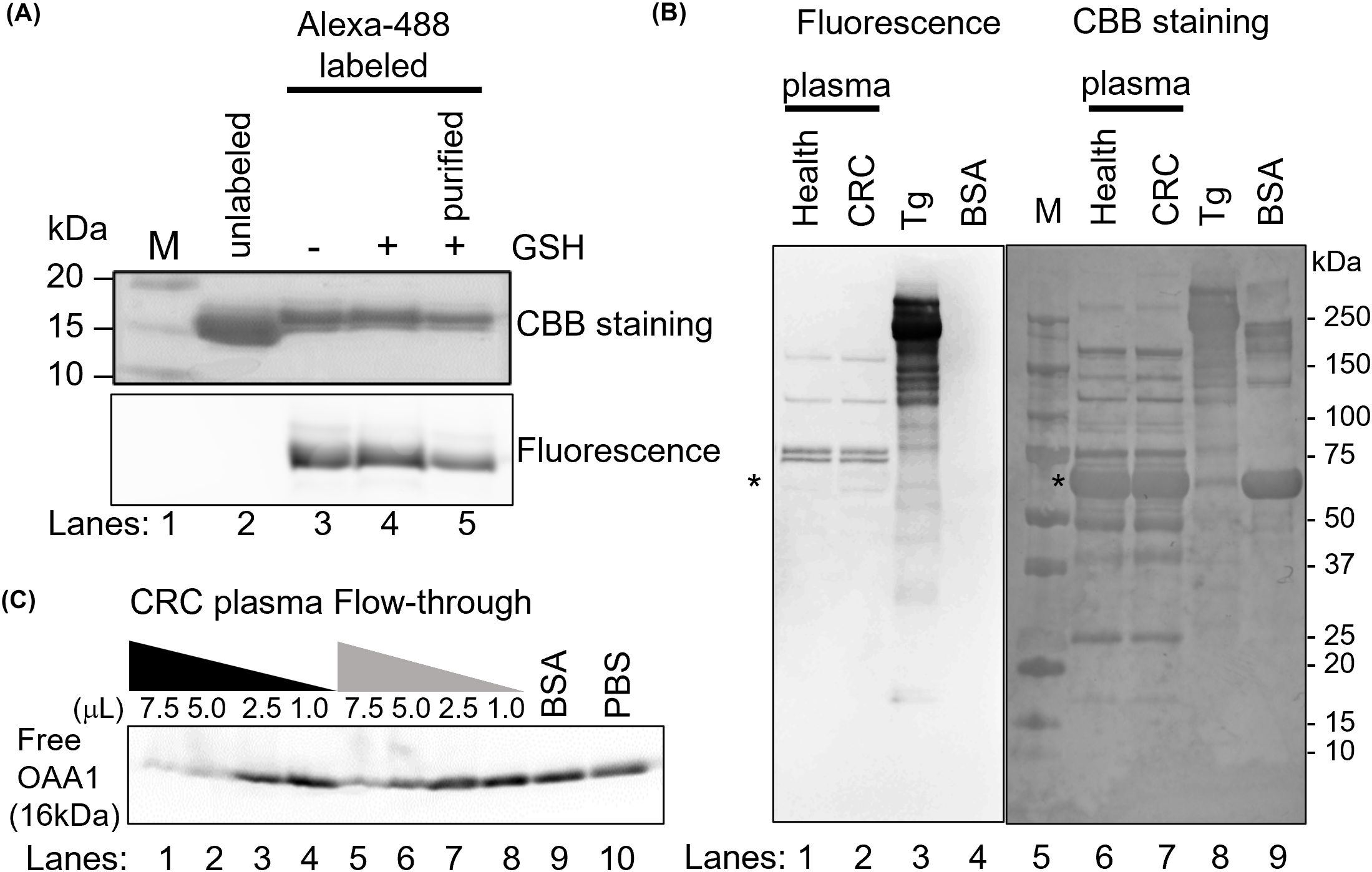 Three panels of gel electrophoresis results. (A) Shows Alexa-488 labeled, under-labeled, and unlabeled samples visualized using CBB staining and fluorescence. Lanes 1-5 display molecular weight markers, unlabeled, under-labeled and labeled samples. (B) Two gels with plasma samples from health, CRC, Tg, and BSA. Left shows fluorescence; right shows CBB staining, indicating molecular weight markers and some bands marked with asterisks. (C) Samples consisting of varying volumes of CRC plasma or flow-through, as well as mixtures of free OAA1 with either BSA or PBS (used as negative controls), were loaded. Unbound free OAA1 was detected as a band at 16 kDa.