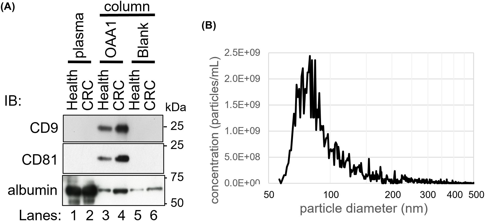 (A) Western blot showing expression of CD9, CD81, and albumin across six lanes labeled Health and CRC for plasma, OAA1, and Blank columns. (B) Graph plots particle concentration against diameter in nanometers, with a peak around 80 nanometers.