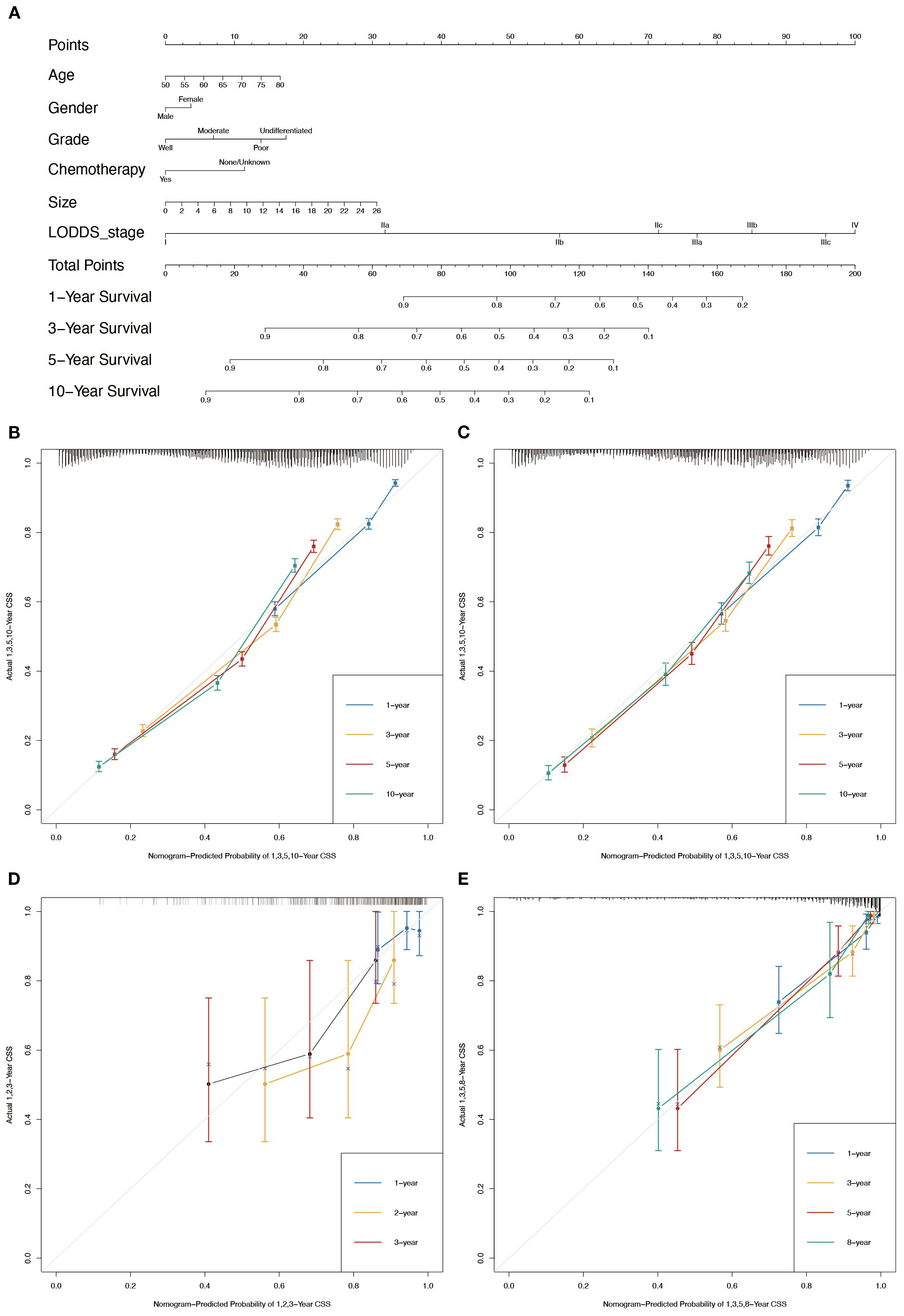 A composite image displays cancer survival prediction models. Panel A shows a nomogram correlating clinical variables such as age, gender, grade, chemotherapy, size, and LODDS stage with survival probabilities. Panels B, C, D, and E depict calibration plots for 1, 3, 5, and 10-year survival against nomogram-predicted probabilities. Each plot compares actual survival rates with predicted values using different color-coded lines for time intervals, indicating accuracy across time periods.