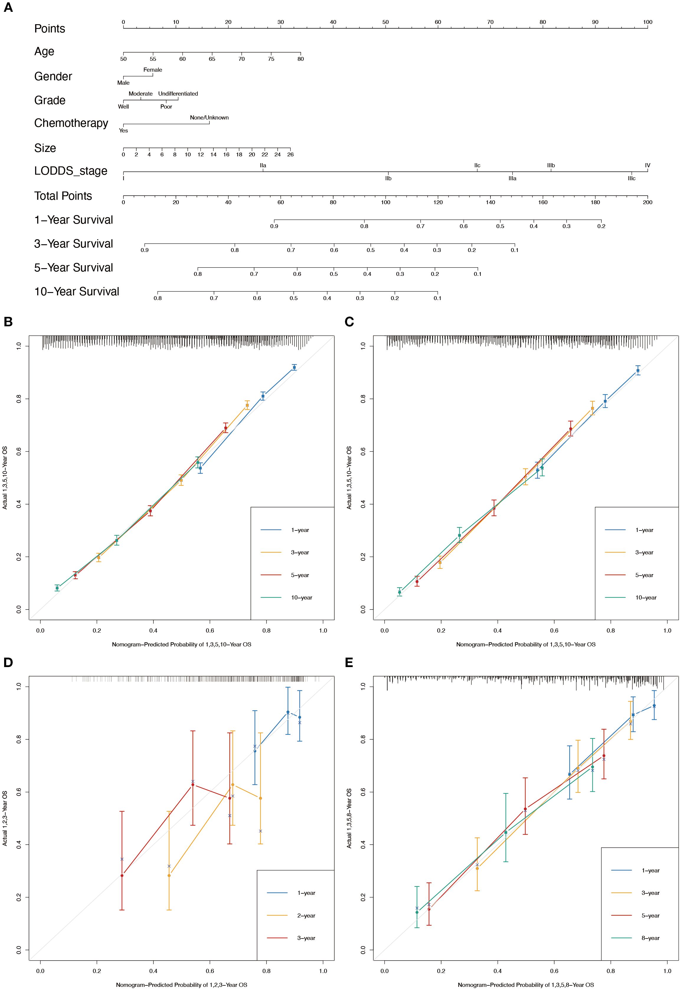 Panel A shows a nomogram with variables such as age, gender, grade, chemotherapy, and tumor size predicting survival at various intervals. Panels B to E present calibration plots comparing predicted and actual survival probabilities for different years, with lines representing one-year, three-year, five-year, and other survival durations. Error bars indicate variability in predictions across datasets.
