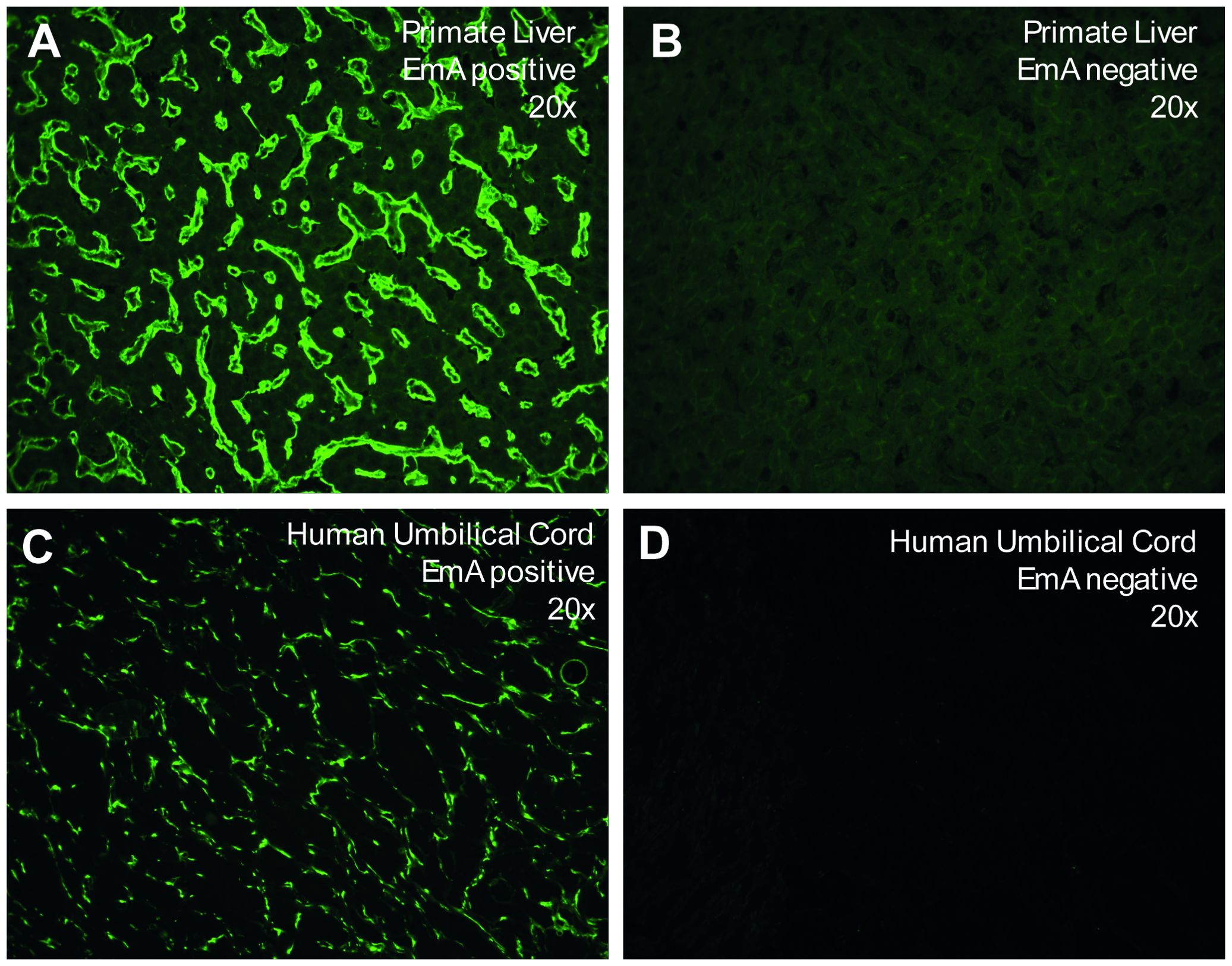 Panel A shows primate liver tissue with EmA positive staining at twenty times magnification, displaying bright green fluorescence. Panel B shows primate liver tissue with EmA negative staining, appearing dim. Panel C shows human umbilical cord tissue with EmA positive staining at twenty times magnification, displaying bright green fluorescence. Panel D shows human umbilical cord tissue with EmA negative staining, appearing dark.