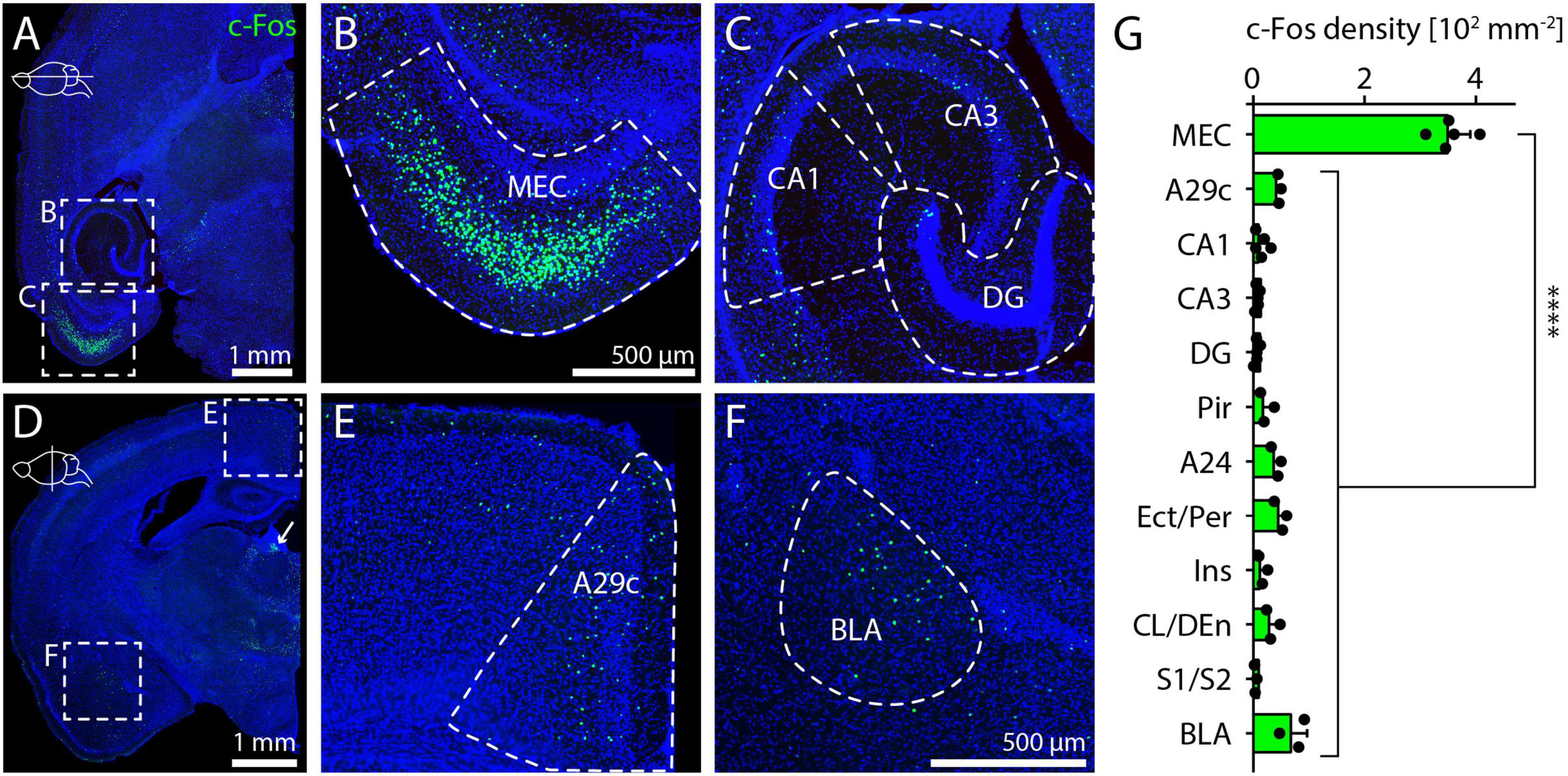 Sections of brain tissue are stained to show c-Fos expression in specific regions. Panels A-F display different brain areas, marked in green for c-Fos. Panel G is a bar graph comparing c-Fos density across regions, with MEC showing the highest expression. Scale bars indicate magnification levels.