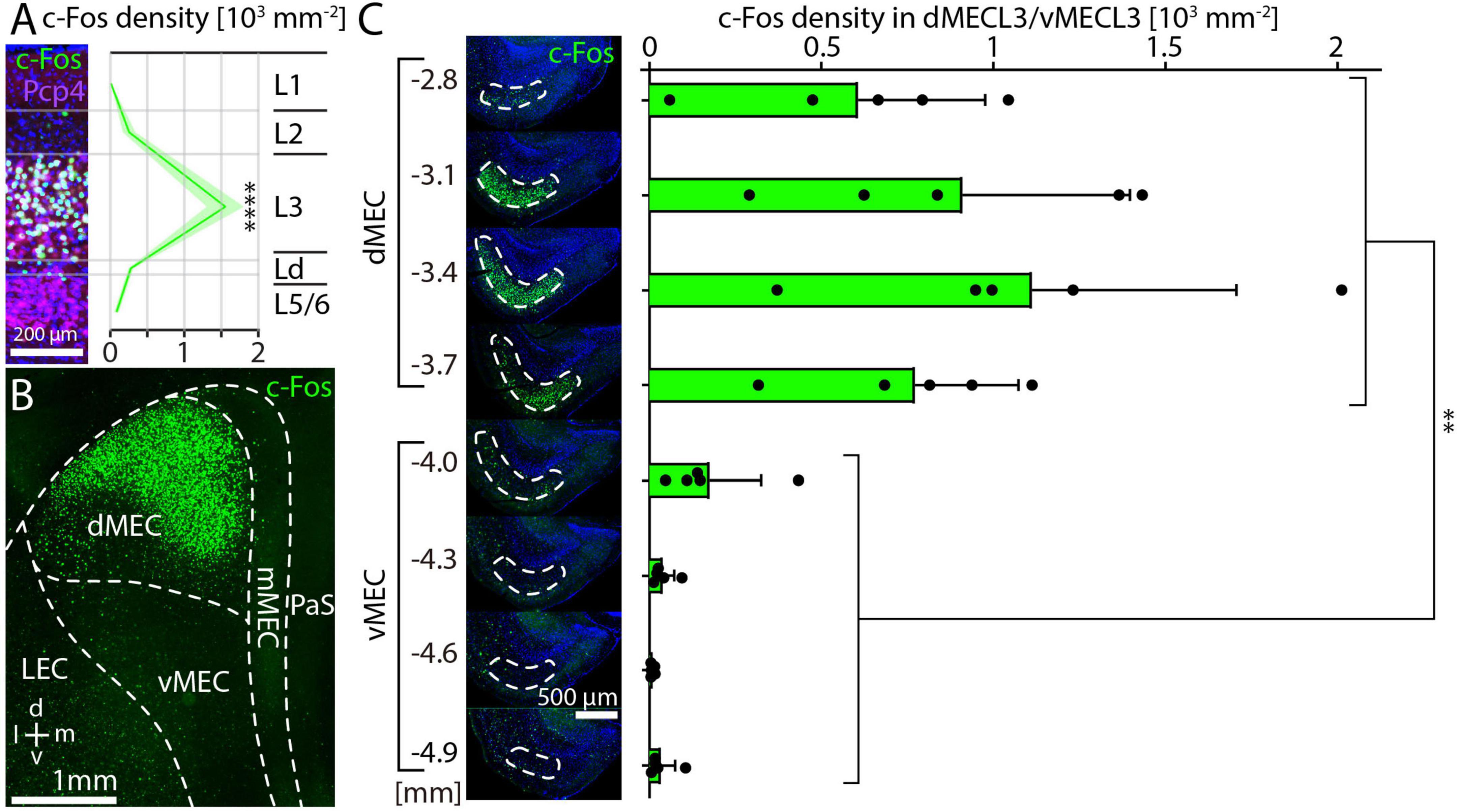 Composite image showing data on c-Fos density. Panel A displays c-Fos density graphs over various layers (L1 to L5/6) with a notable peak in L3. Panel B shows a fluorescent image of the dorsomedial and ventromedial entorhinal cortex (dMEC and vMEC) with labeled regions. Panel C presents side-by-side fluorescent images with corresponding bar graphs illustrating c-Fos density in different sections of dMEC and vMEC, highlighting significant variability.