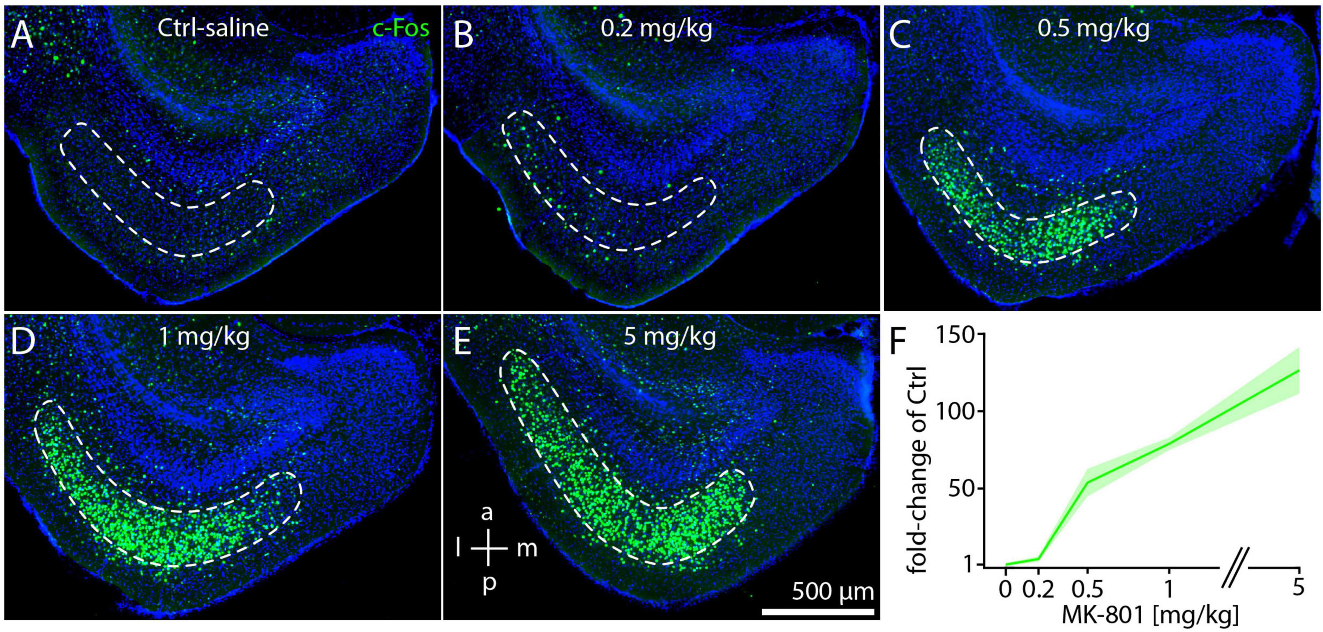 Fluorescent microscopy images display c-Fos protein expression in the brain under different doses of MK-801: A (control-saline), B (0.2 mg/kg), C (0.5 mg/kg), D (1 mg/kg), and E (5 mg/kg). Increased green fluorescence indicates higher c-Fos expression. Panel F shows a corresponding line graph of fold-changes in expression with increasing MK-801 doses. The scale bar represents 500 micrometers.