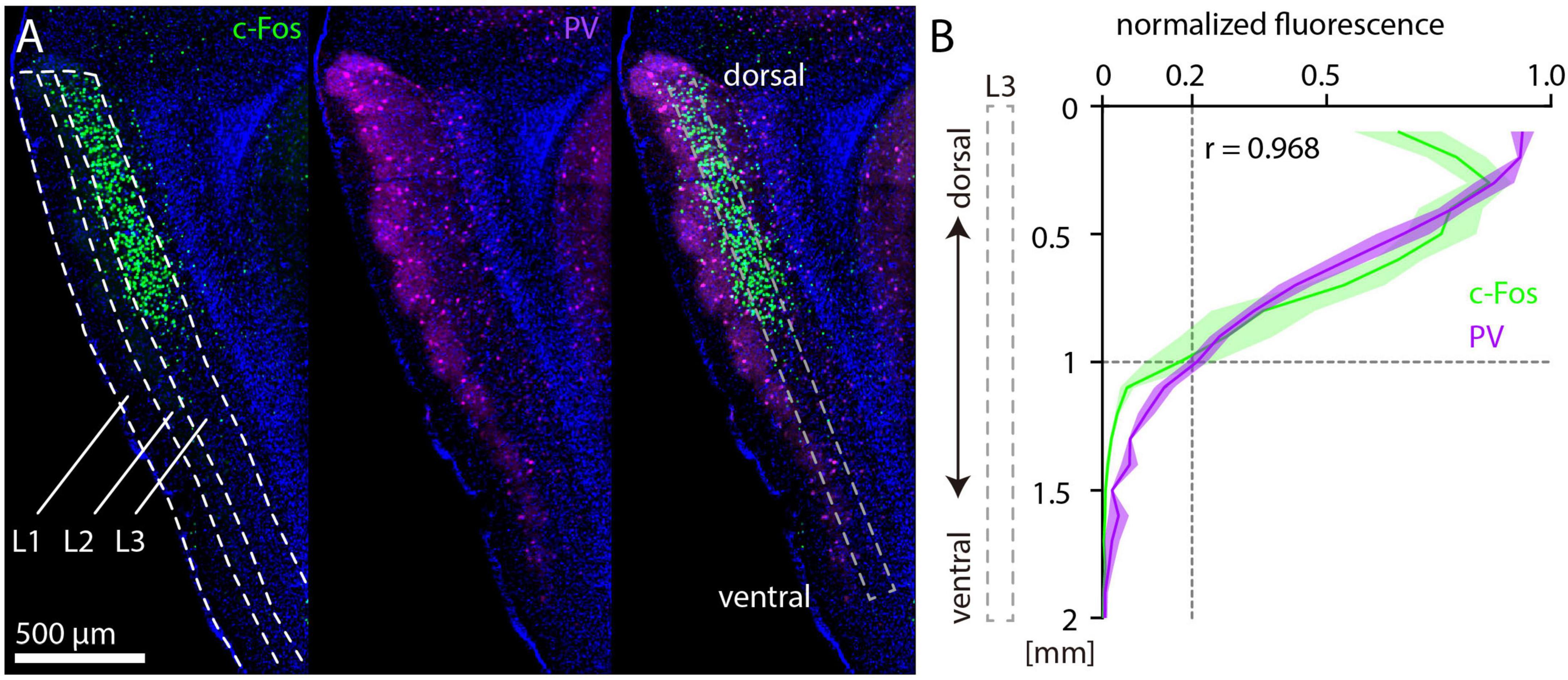 Panel A shows a microscopic image of tissue with green c-Fos and magenta PV fluorescence, highlighting distinct layers L1, L2, and L3. Panel B presents a line graph depicting normalized fluorescence intensity of c-Fos and PV from dorsal to ventral regions, with a high correlation coefficient of 0.968. Scale bar measures 500 micrometers.