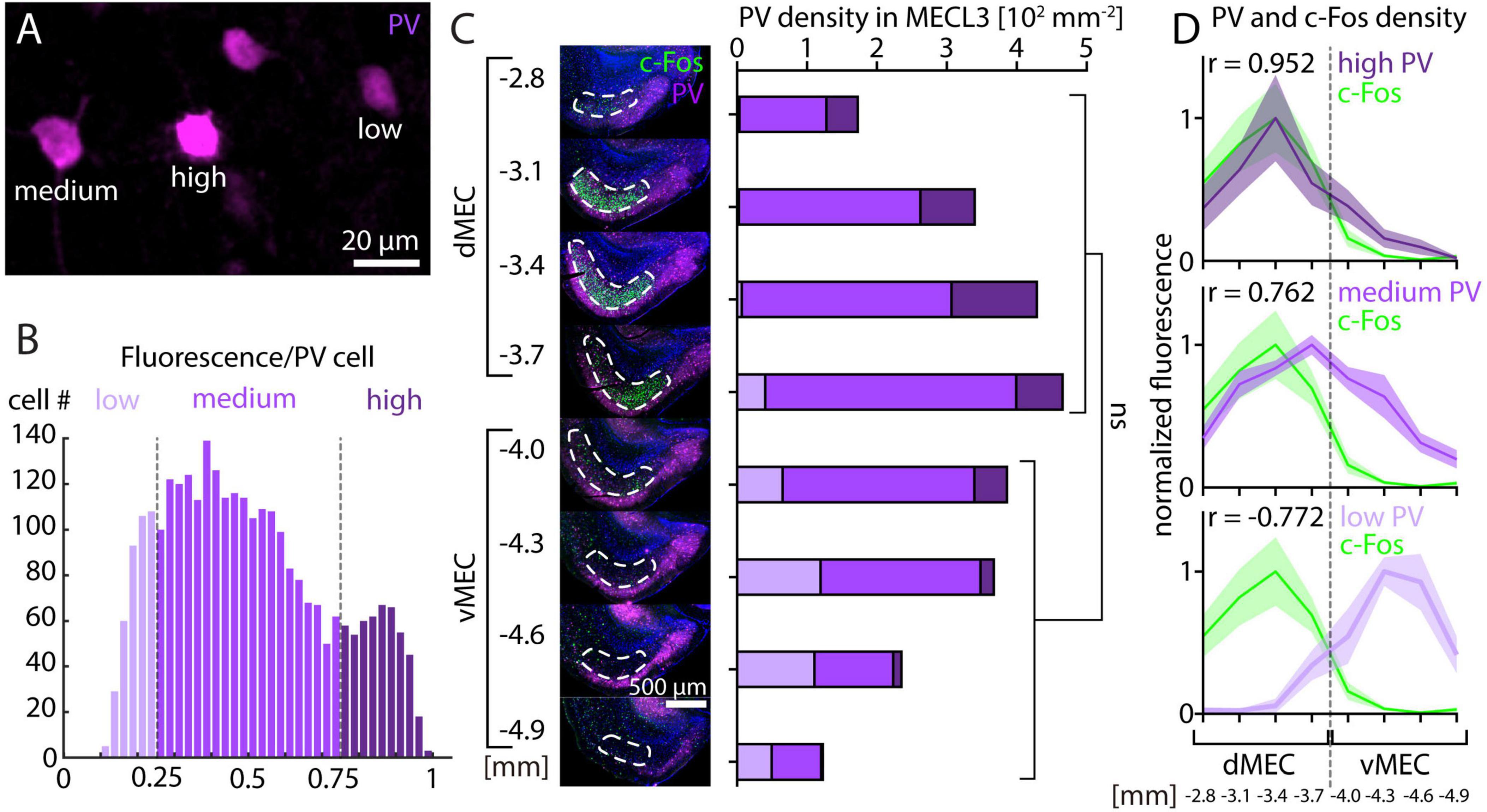 Composite image showing four panels. Panel A: Microscopic image with pink fluorescence indicating PV cells at low, medium, and high levels. Panel B: Bar graph of fluorescence per PV cell, with a higher number of cells at medium levels. Panel C: Fluorescent images of brain sections showing PV and c-Fos staining, with corresponding bar graphs of PV density. Panel D: Line graphs displaying normalized fluorescence of PV and c-Fos with correlation coefficients for high, medium, and low PV levels. Each graph compares distributions in dMEC and vMEC regions.